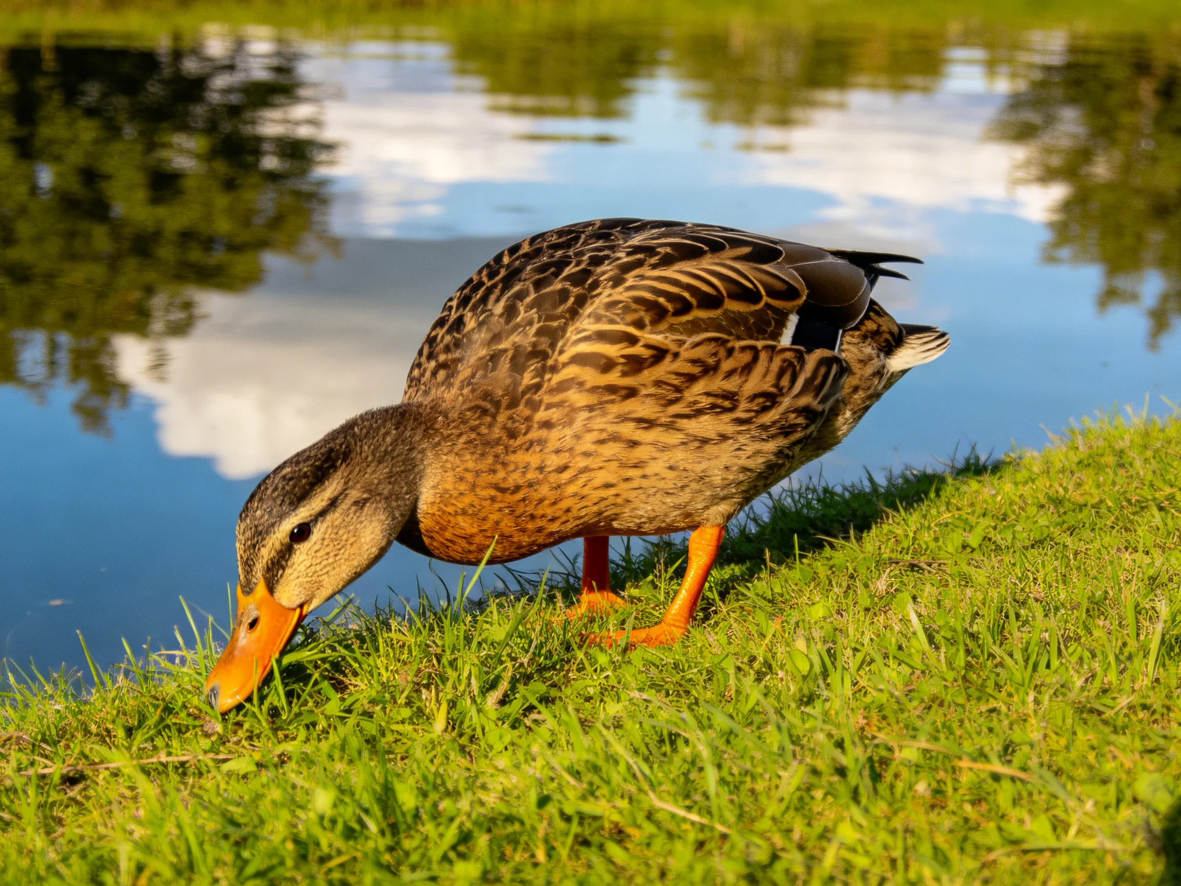 A brown duck forages on lush green grass beside calm blue water