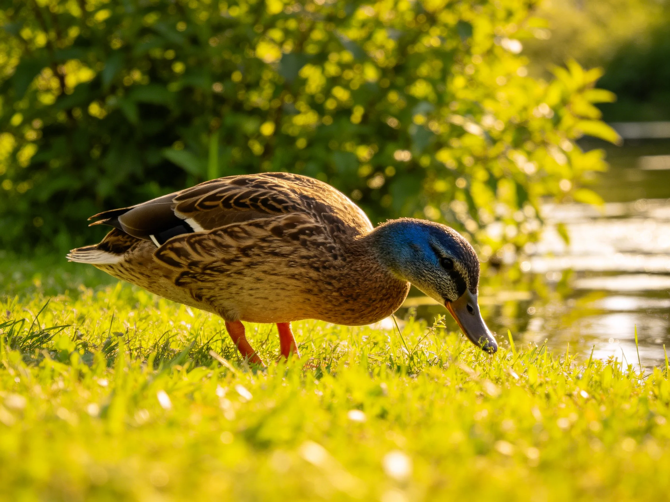 A brown duck forages on lush green grass by a sunlit waterway