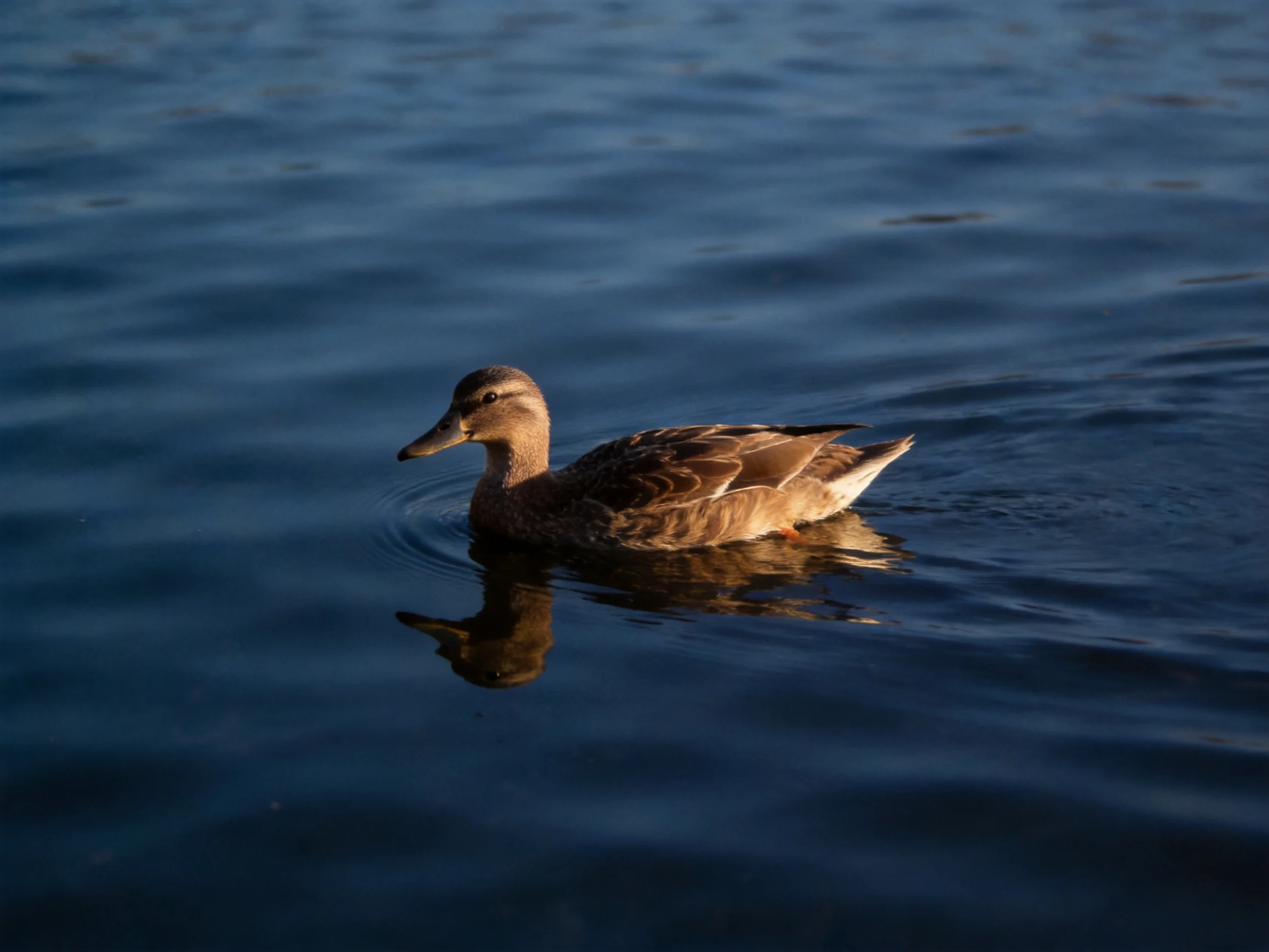 A brown duck gliding on calm blue water with rippling reflections