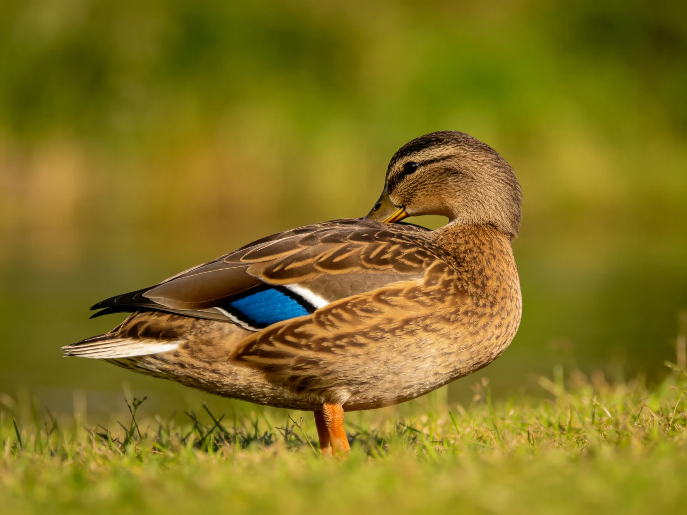 A brown duck preening near lush green grass with bright blue wing patch