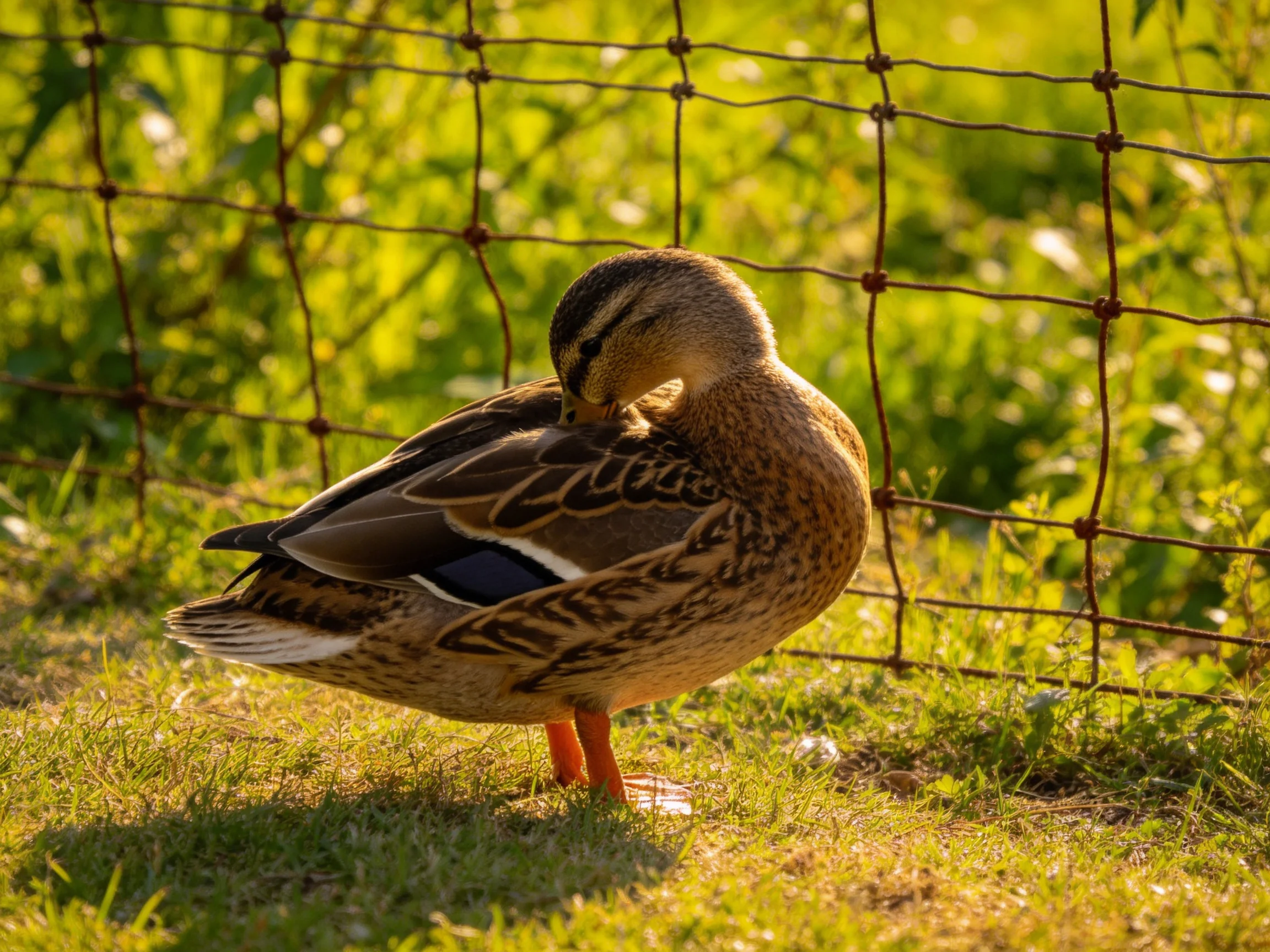 A brown duck preens near a rusty wire fence