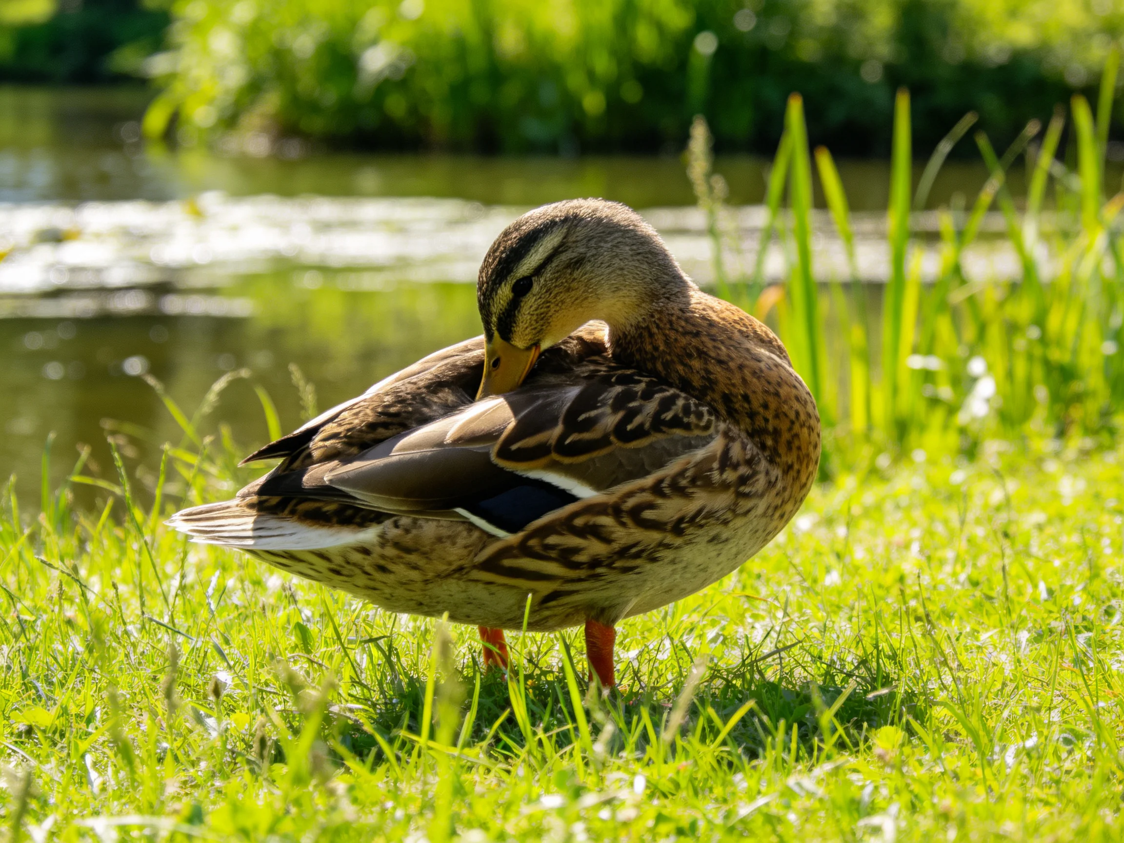 A brown duck preens on vibrant green grass beside a tranquil water body