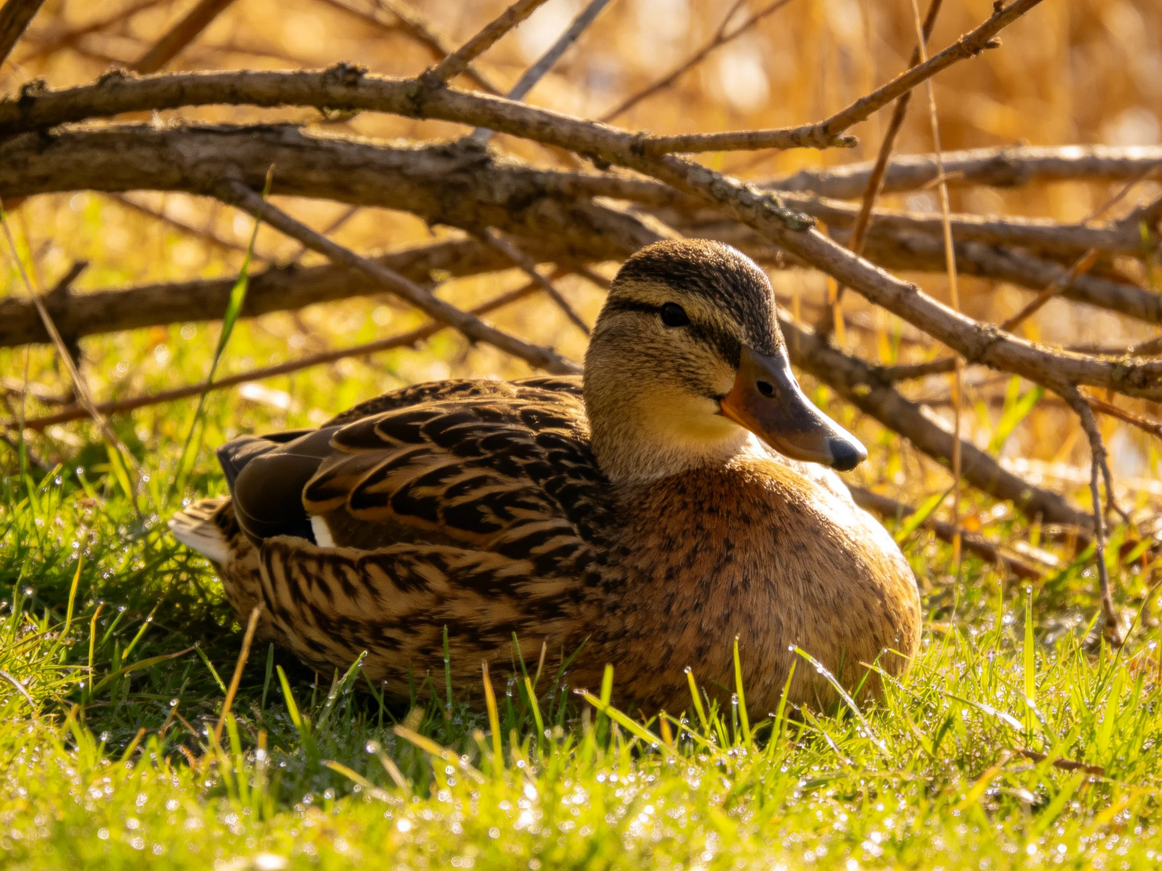 A duck rests on grass near dry branches in sunlight.