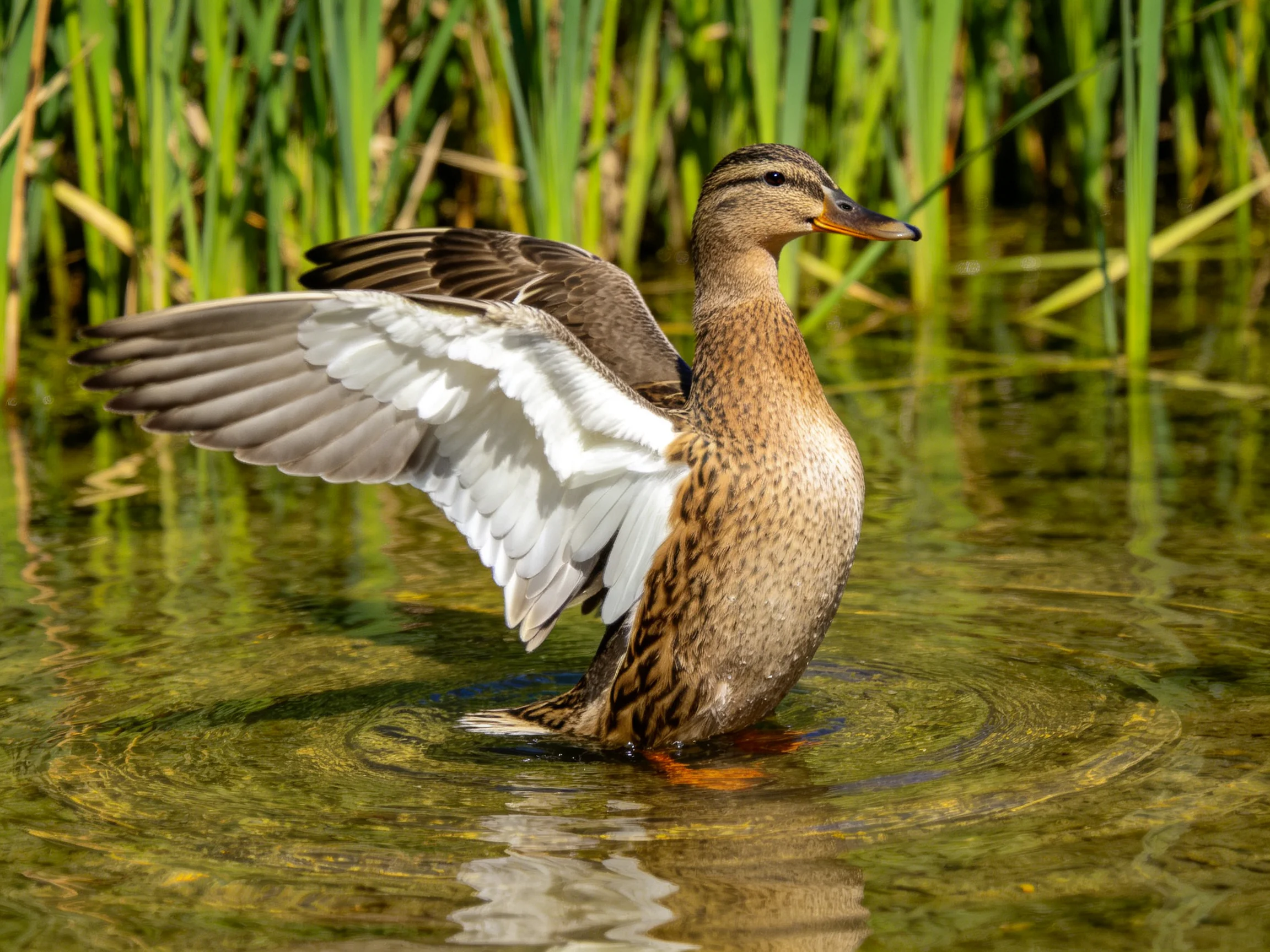 A brown duck spreading white wings in shallow water near tall green reeds