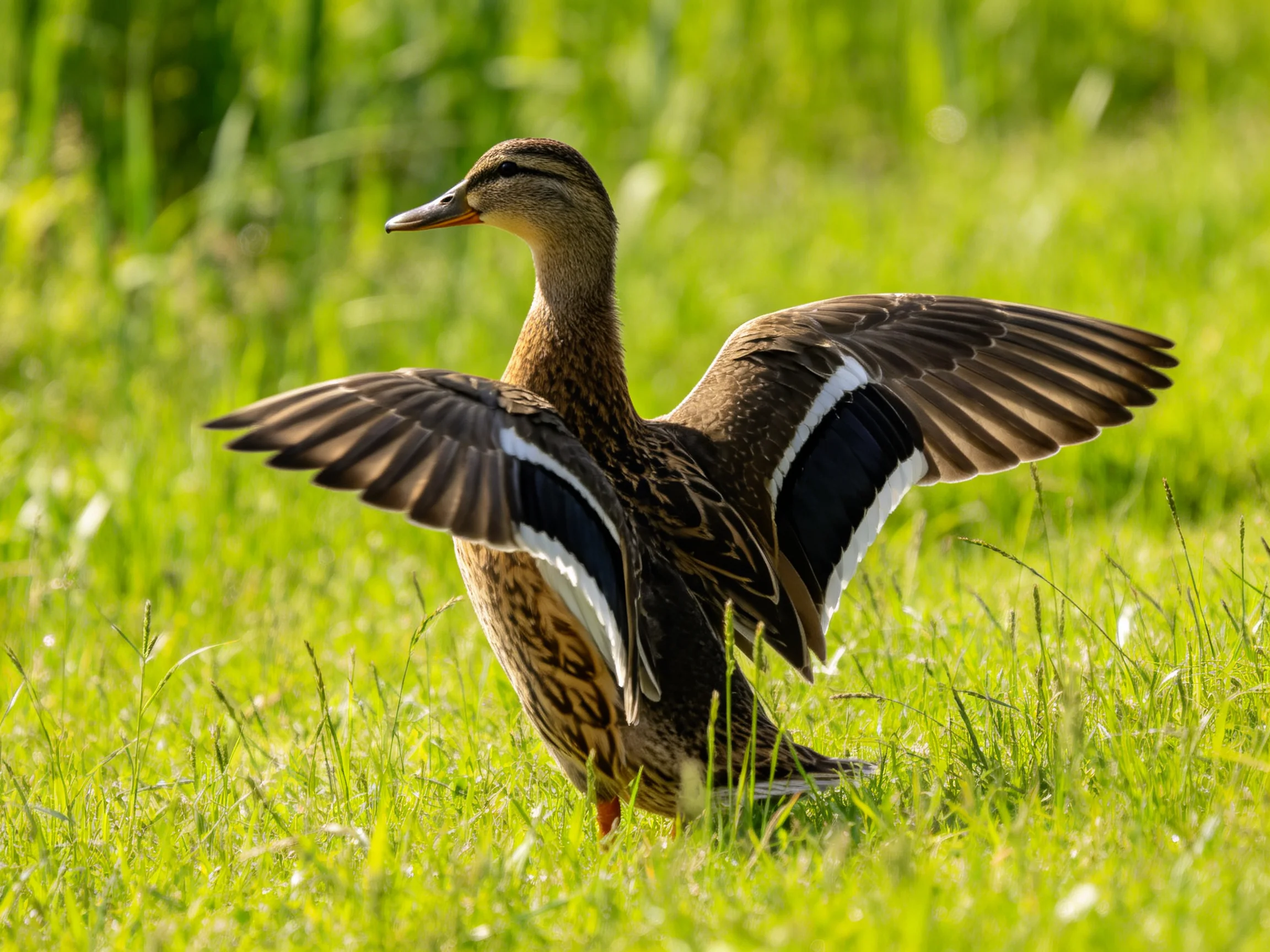 A brown duck spreading wings on lush green grass