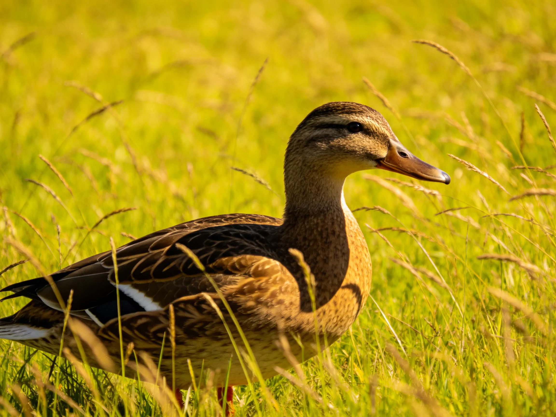 A brown duck stands amidst tall golden-green grasses in bright sunlight