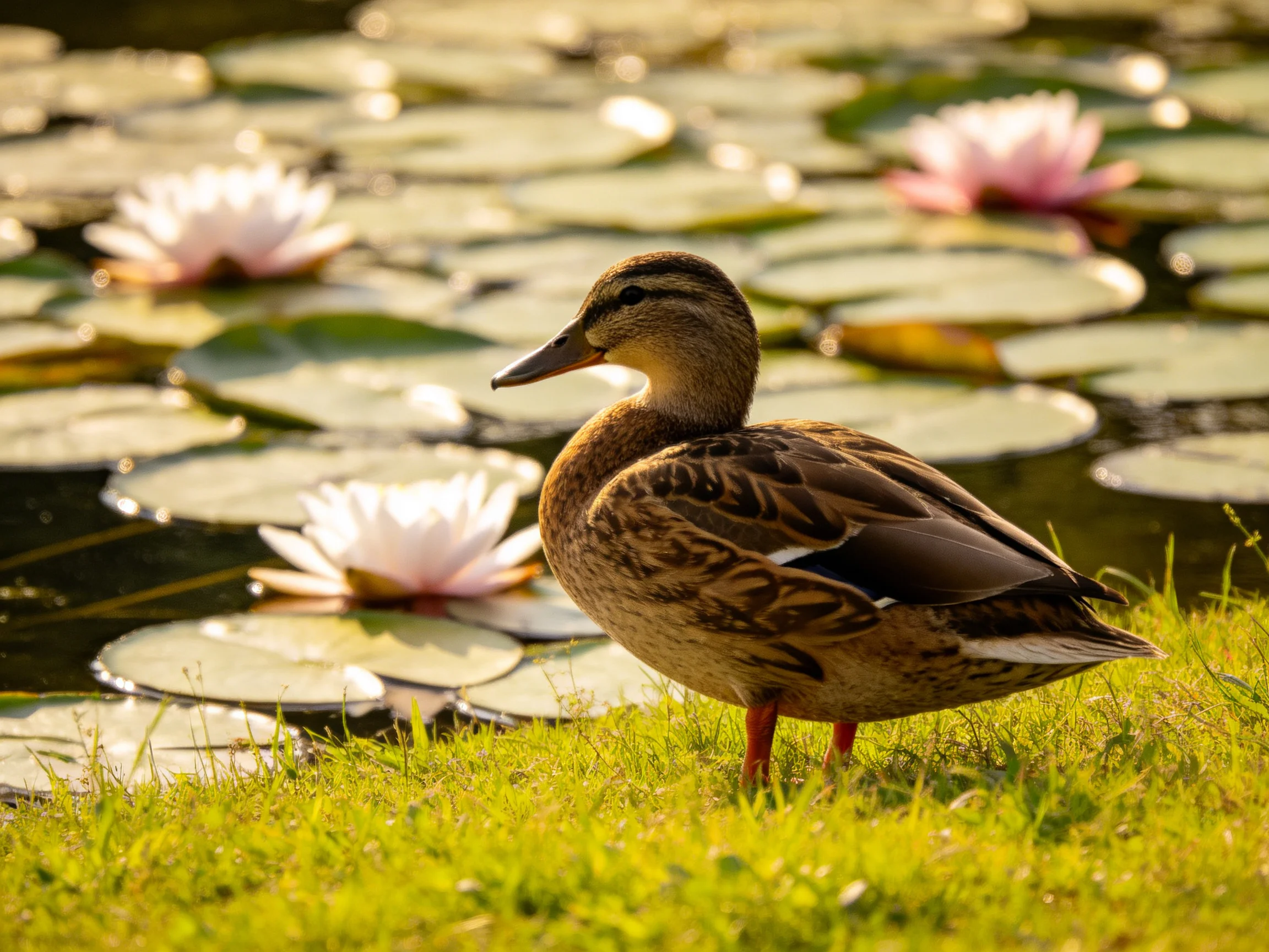 A brown duck stands near a pond with pink water lilies and green grass