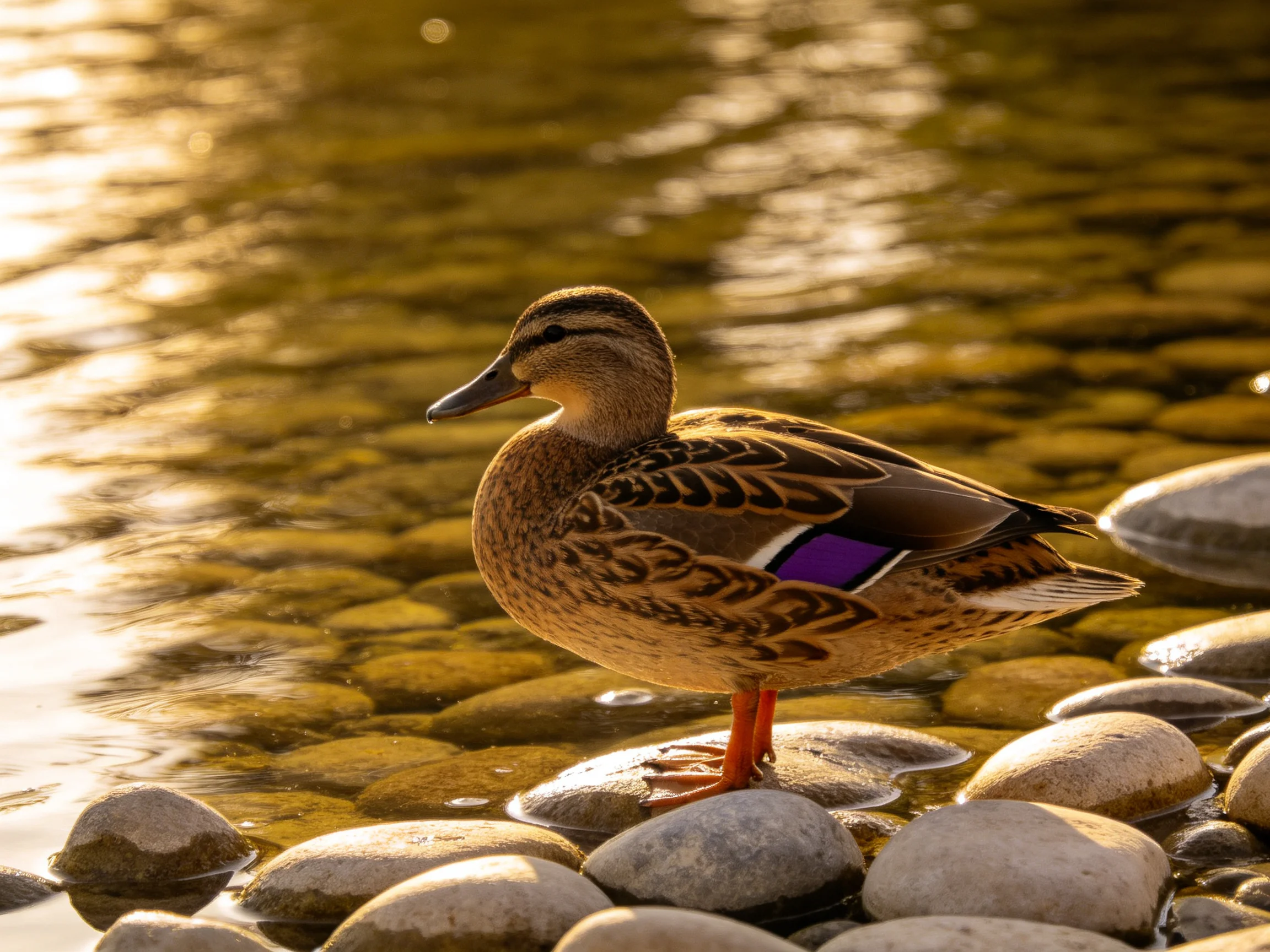 A brown duck stands on smooth stones by golden-hued water