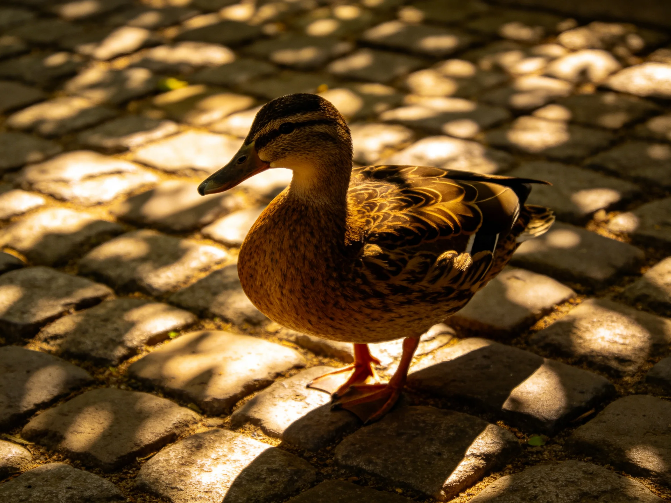A brown duck stands on sun-dappled cobblestone pavement
