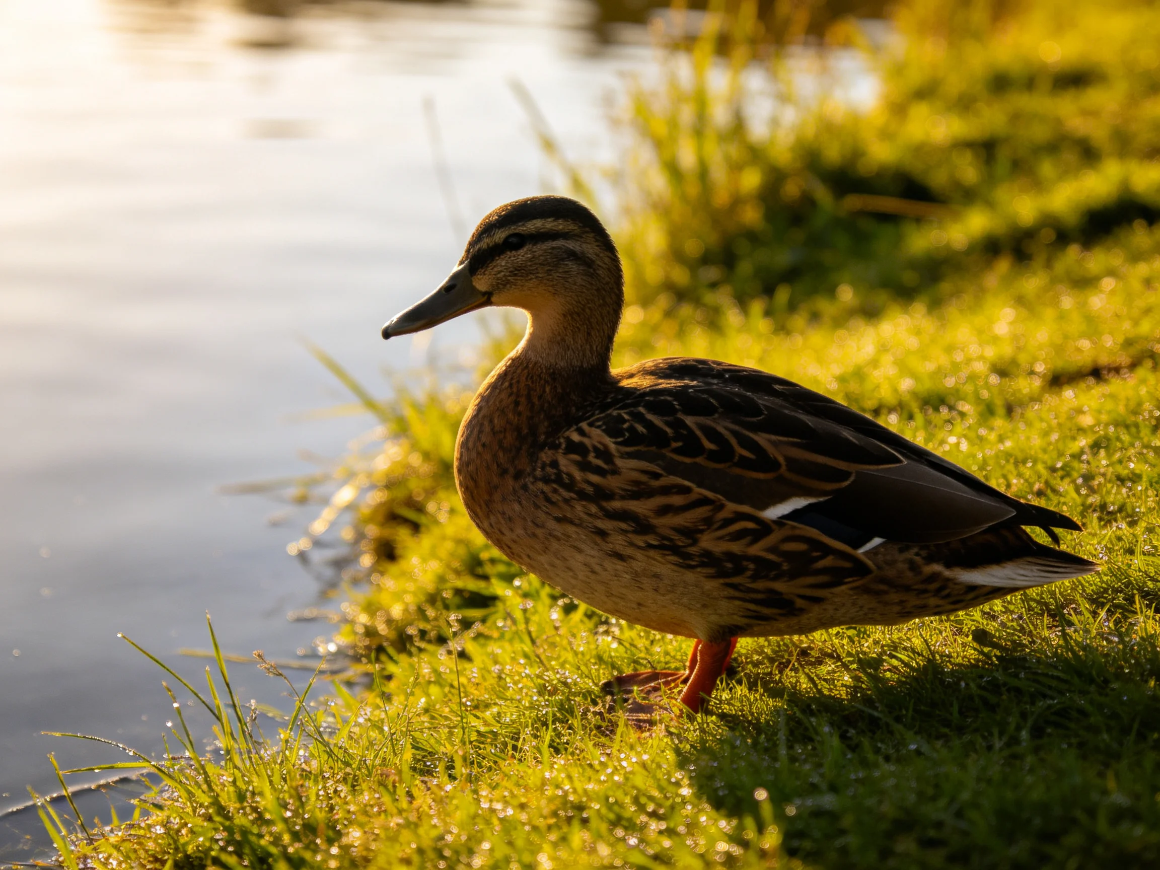 A brown duck stands on sunlit green grass by calm water