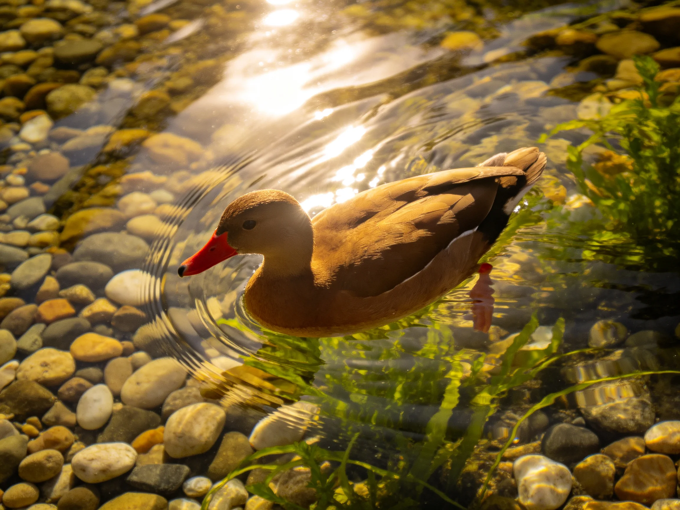 A brown duck swims gracefully among colorful pebbles in sunlit water