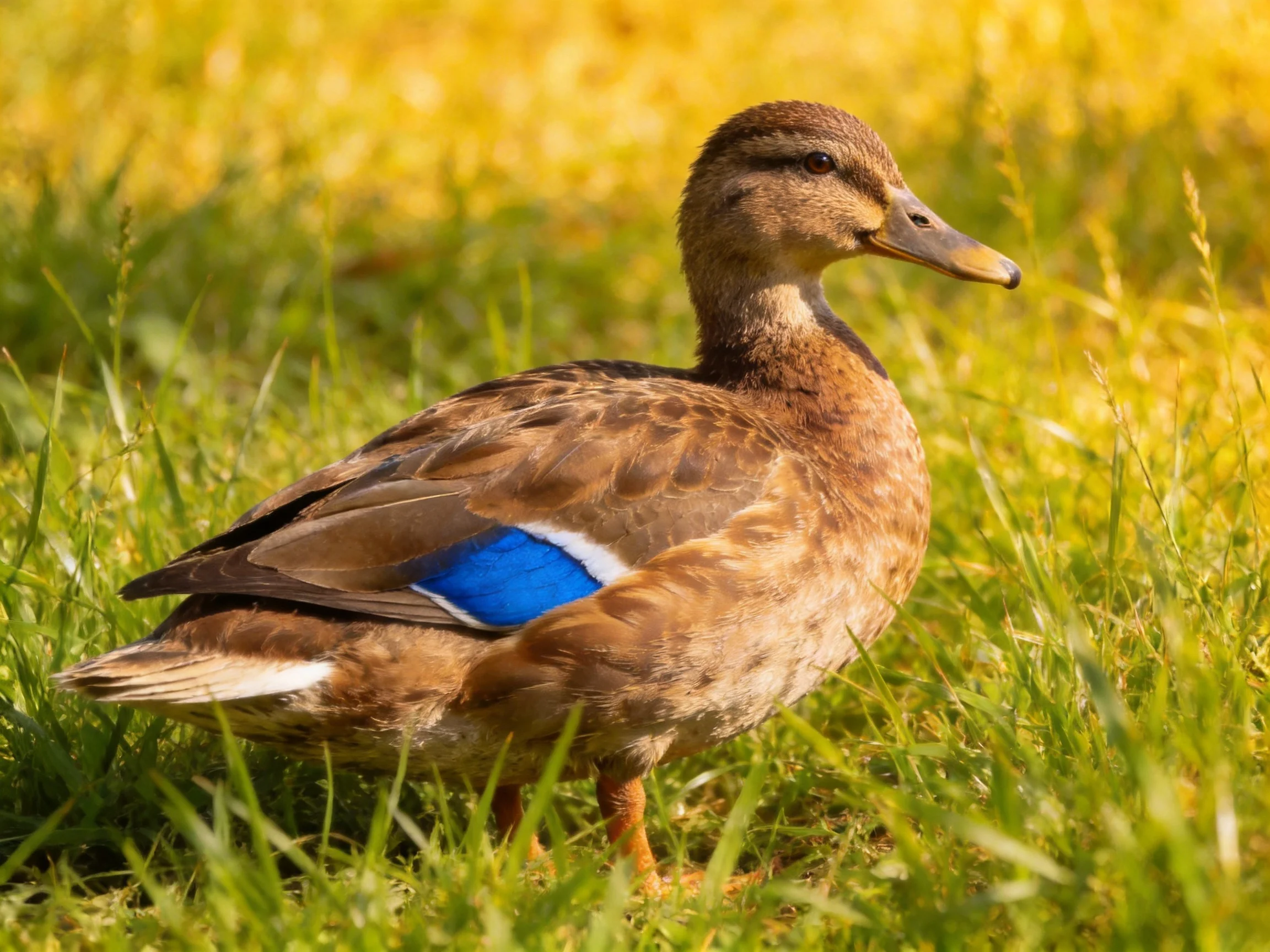 A brown duck with a blue wing patch standing in lush green grass