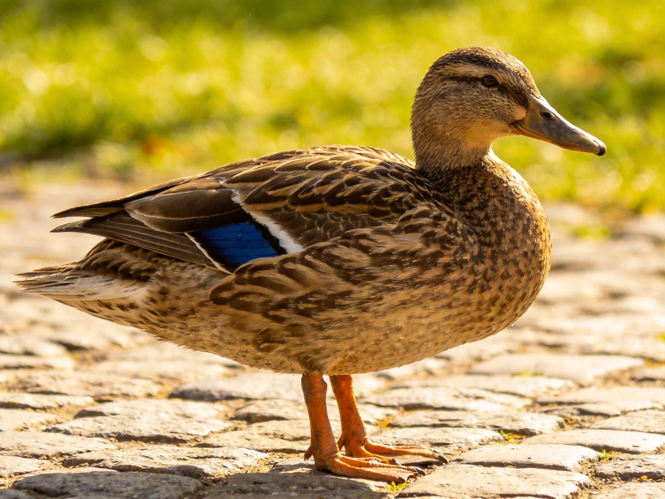 A brown duck with a blue wing patch stands on cobblestones in bright sunlight