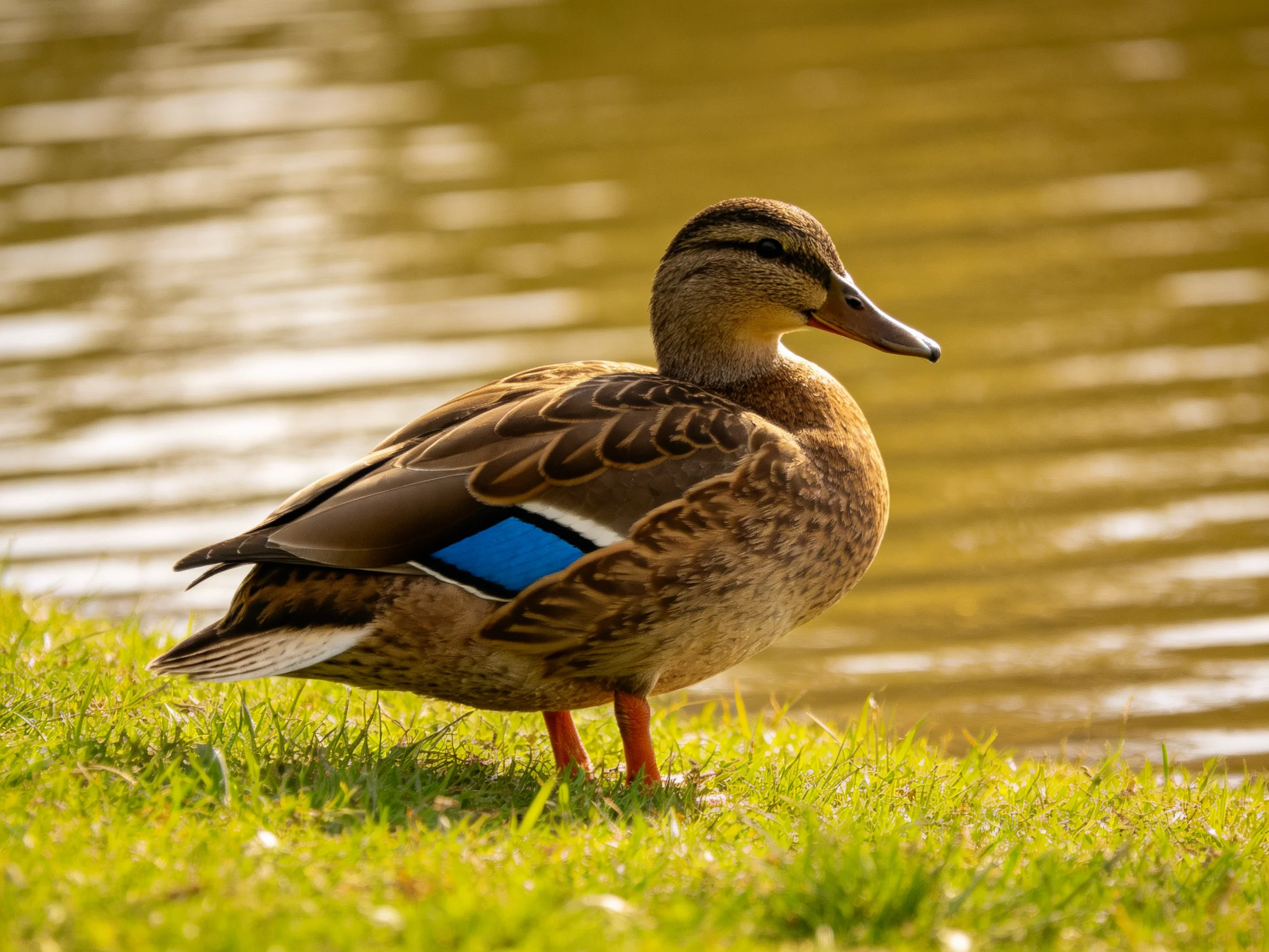 A brown duck with a blue wing patch stands on green grass by calm water