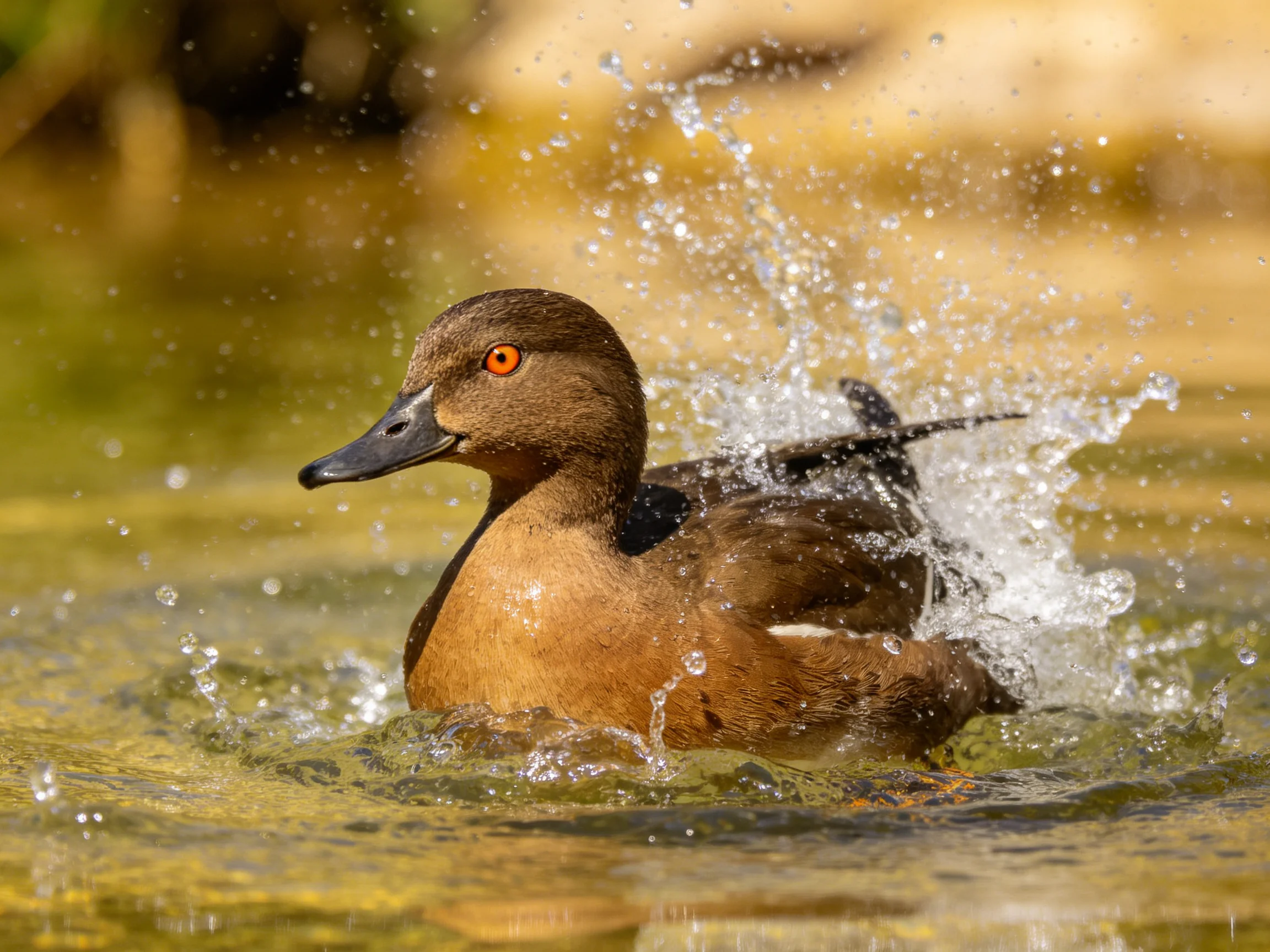A brown duck with an orange eye splashes energetically in sunlit water