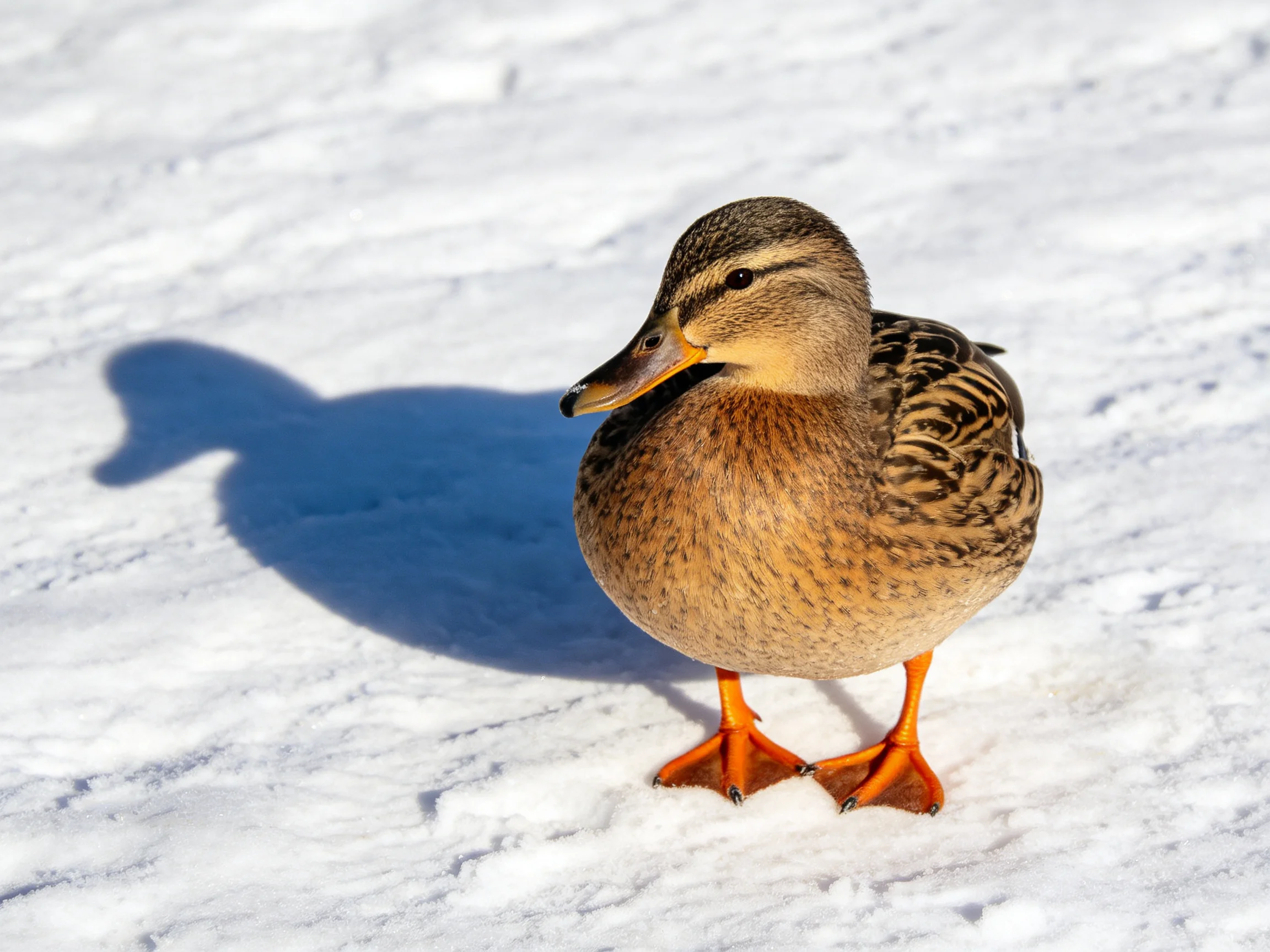 A duck with brown feathers and orange legs stands on snow while casting a shadow.