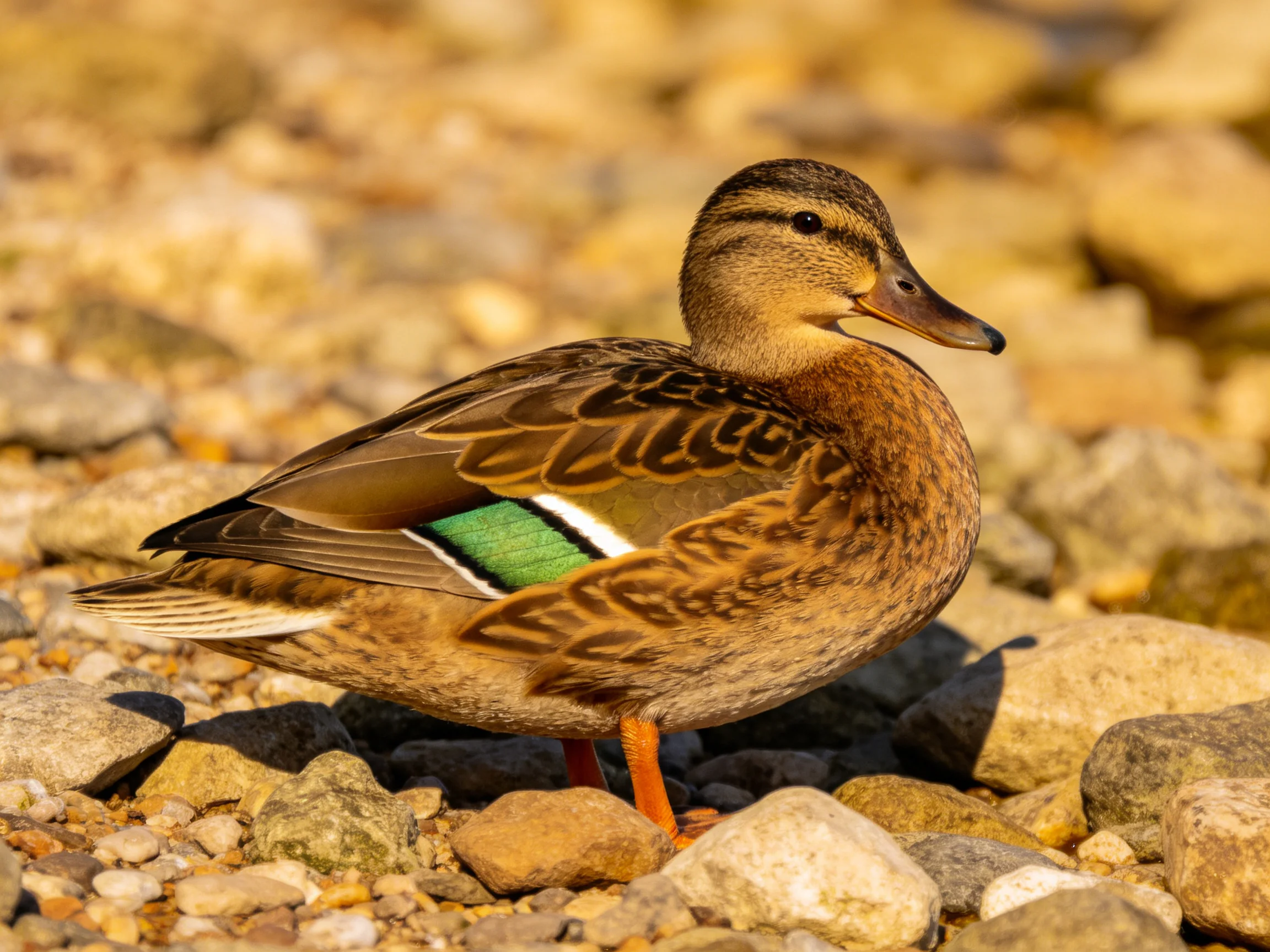 A brown duck with green wing markings perched on a rocky shore