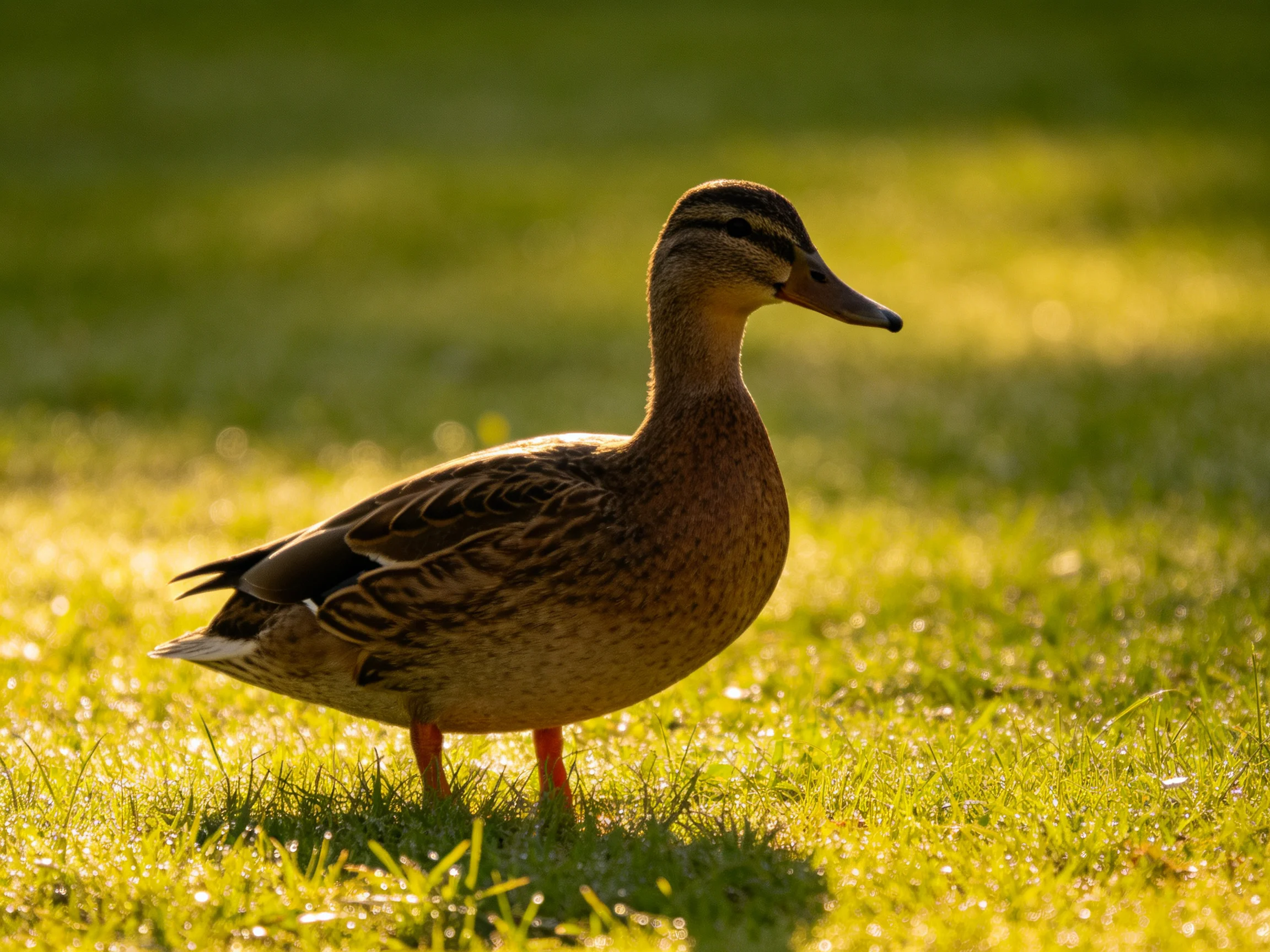 A brown duck with striped head stands on sunlit green grass