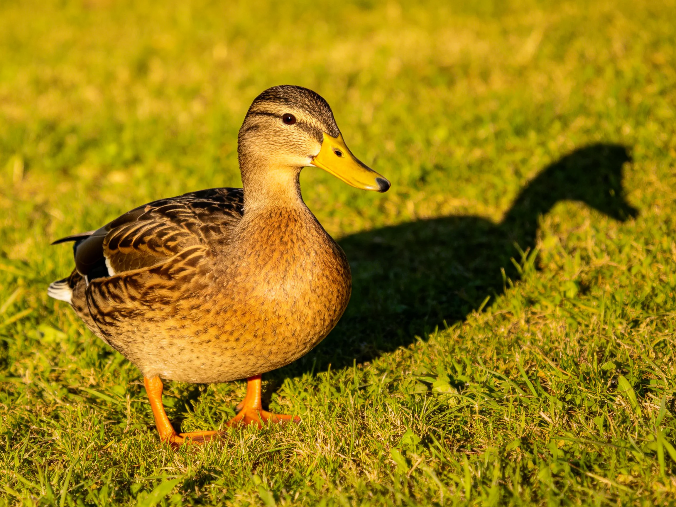 A brown duck with a yellow beak stands on green grass beside its extended shadow.