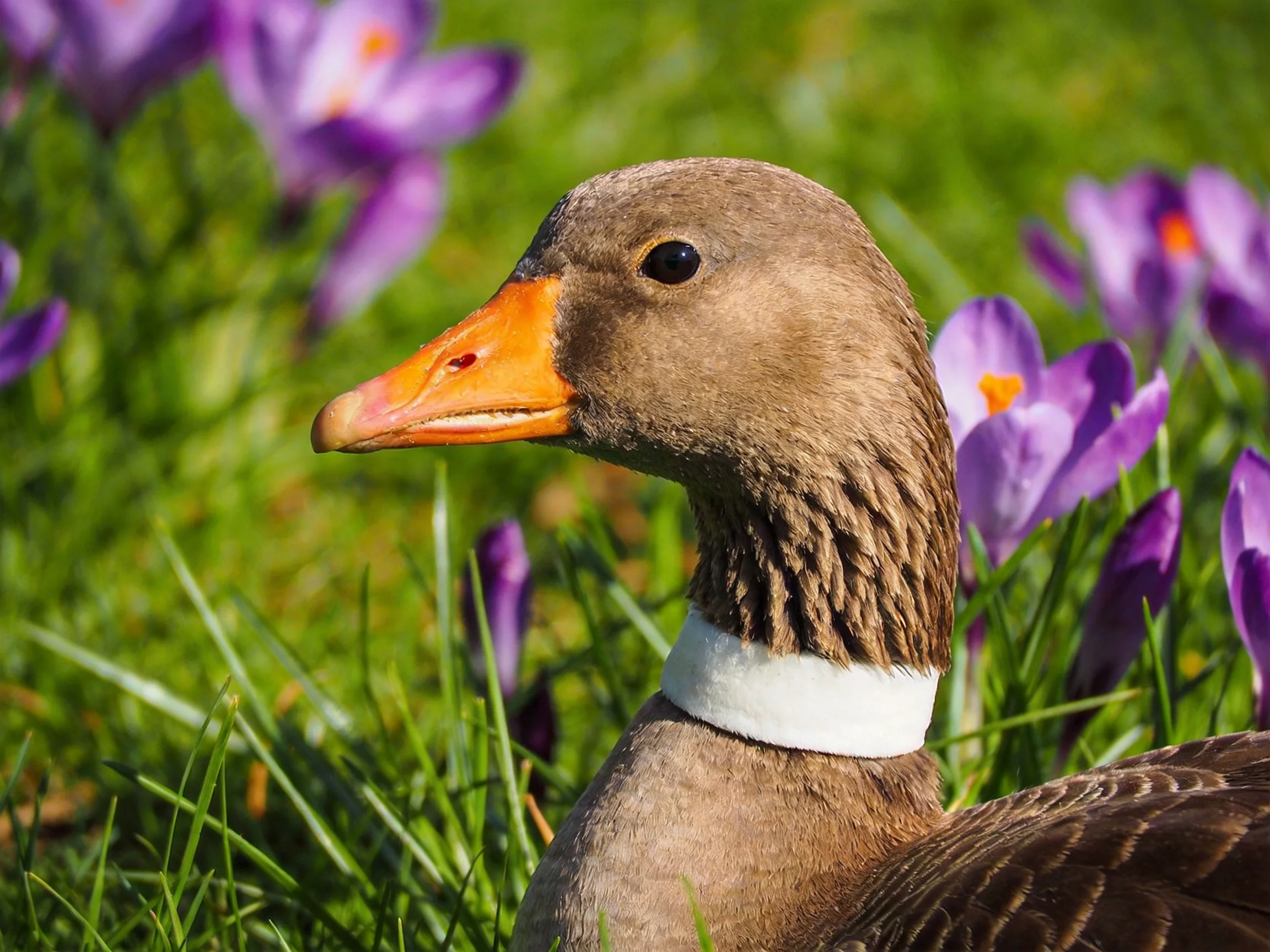 A brown-feathered bird with an orange beak near purple crocuses in green grass