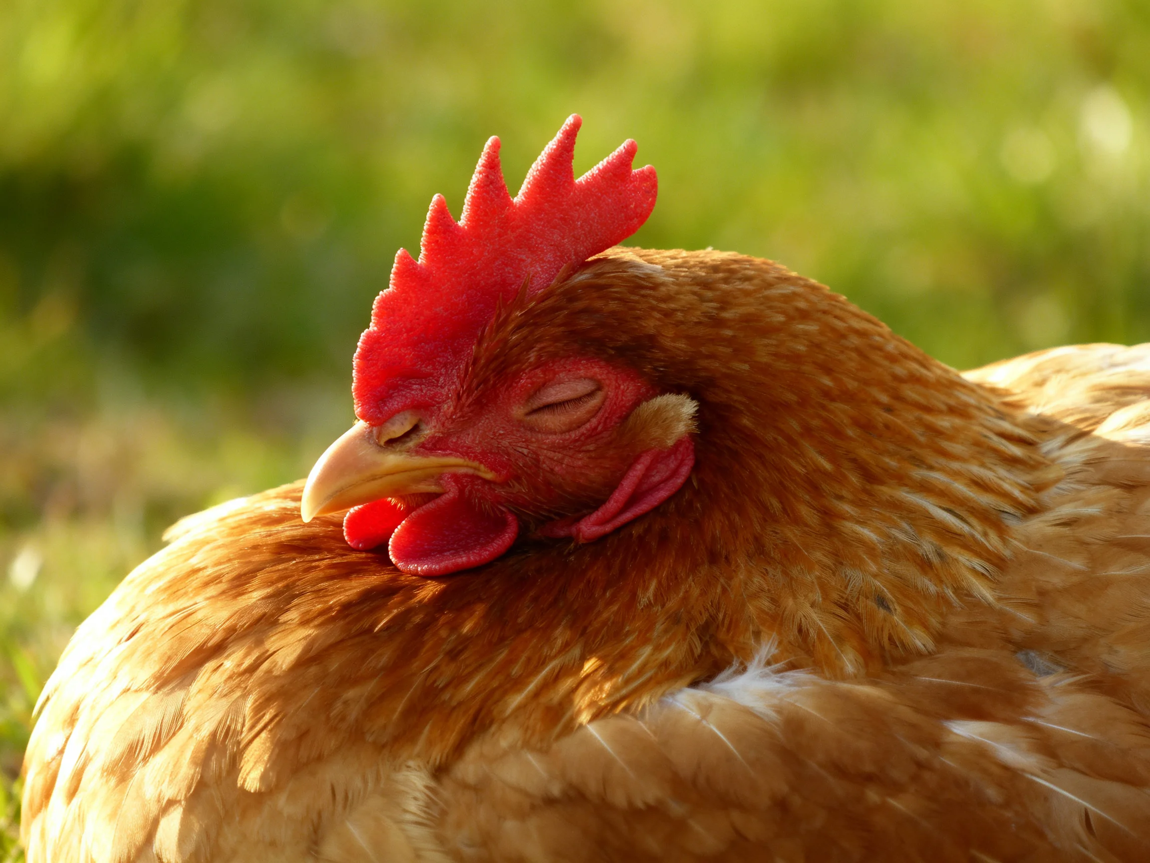 A brown chicken with closed eyes rests peacefully in an outdoor grassy area.