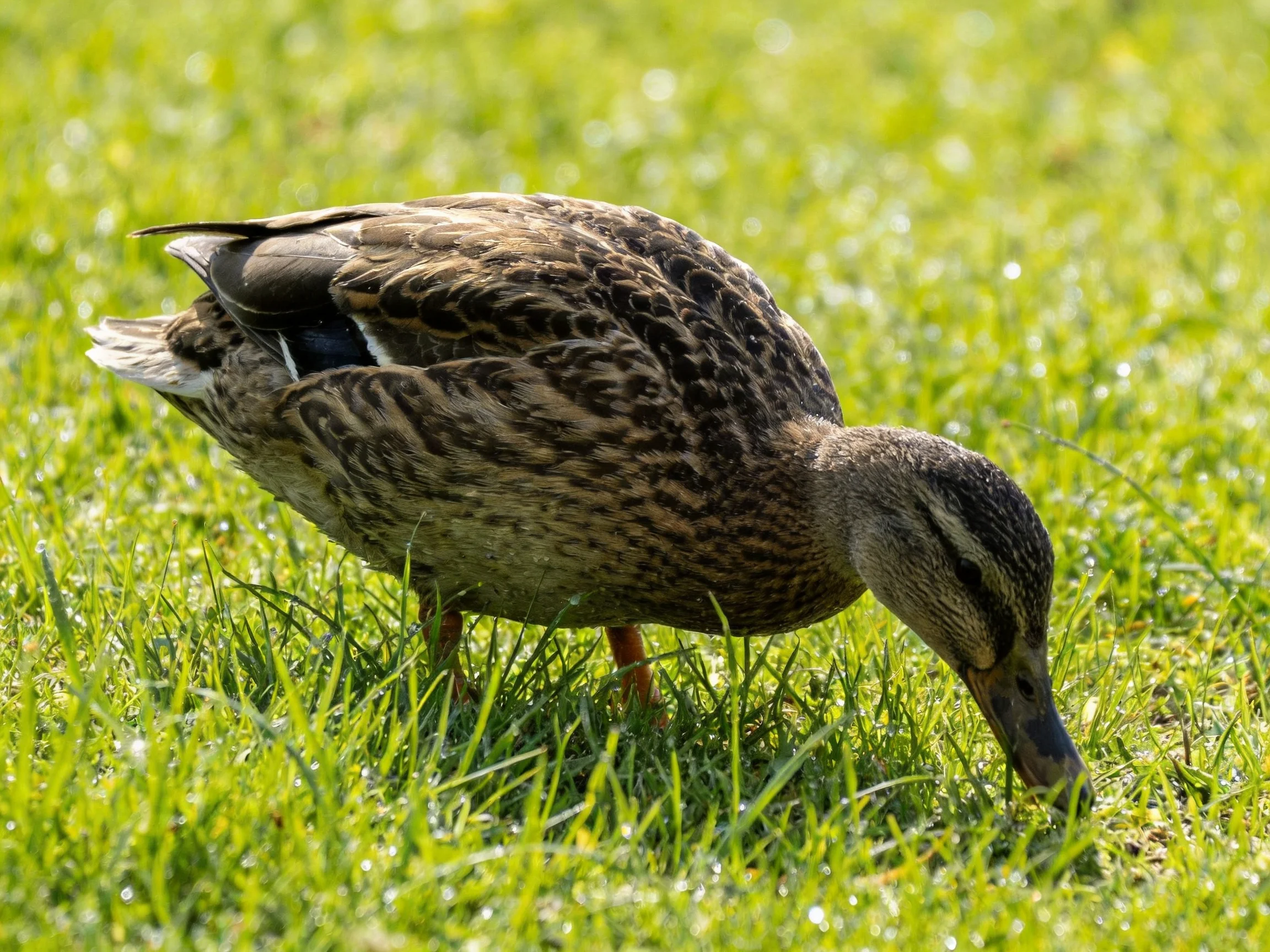 A brown-feathered duck forages in lush green grass