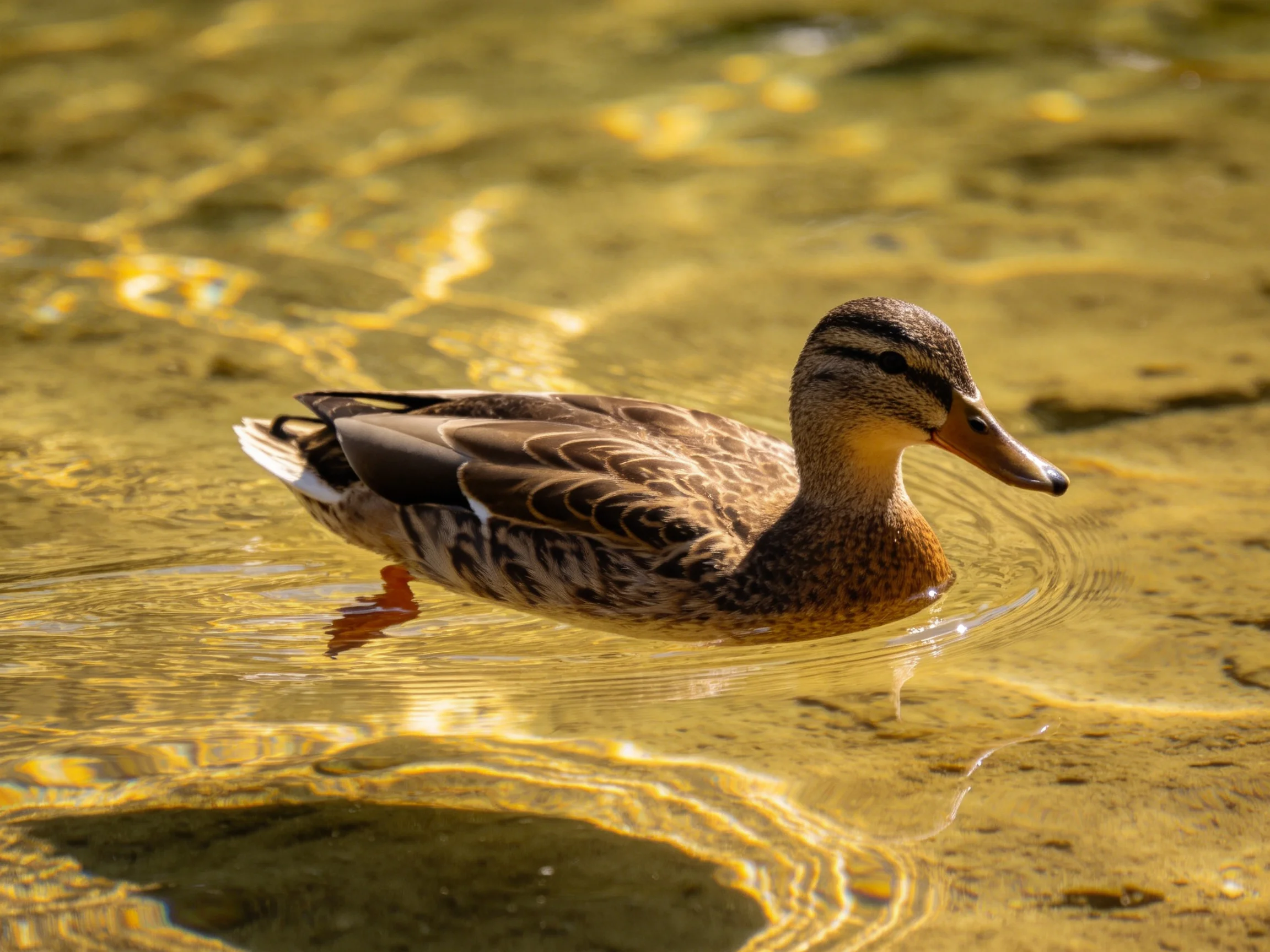 A brown-feathered duck glides through golden-hued shallow water