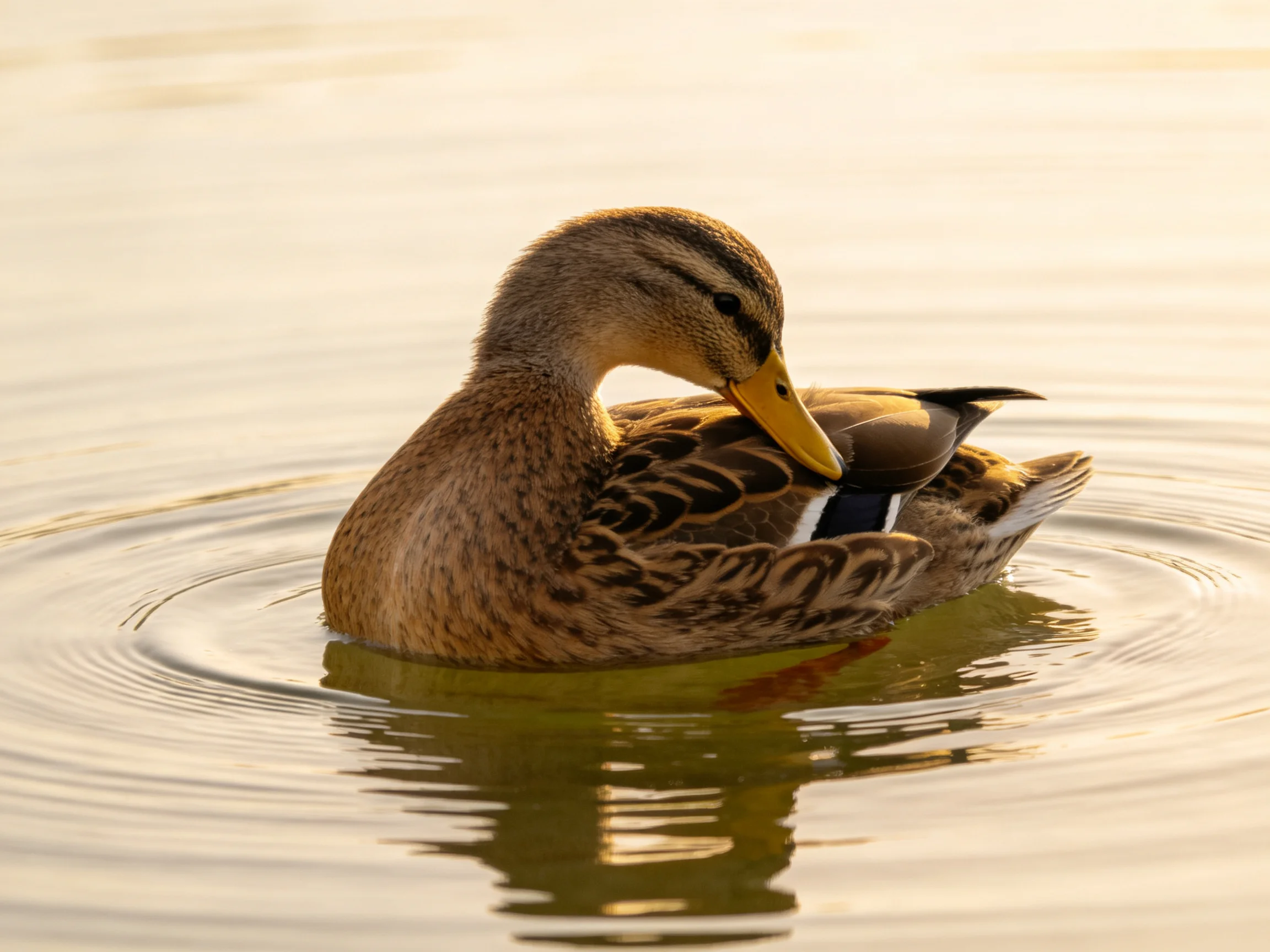 A brown-feathered duck preens in calm, golden-hued water