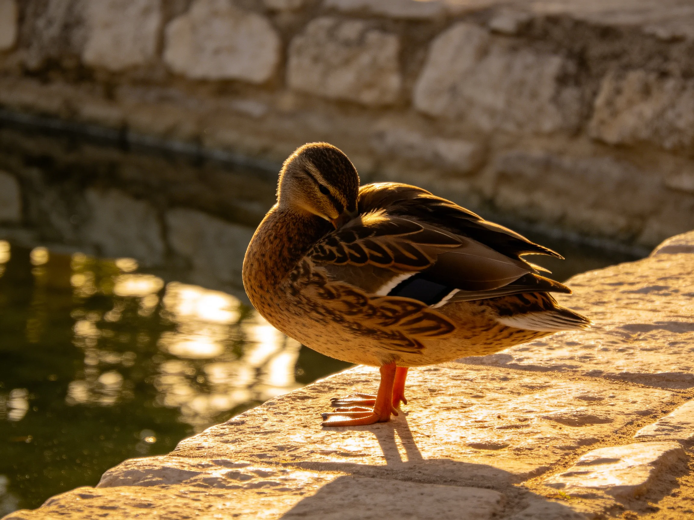 A brown-feathered duck preens on a stone ledge by calm water