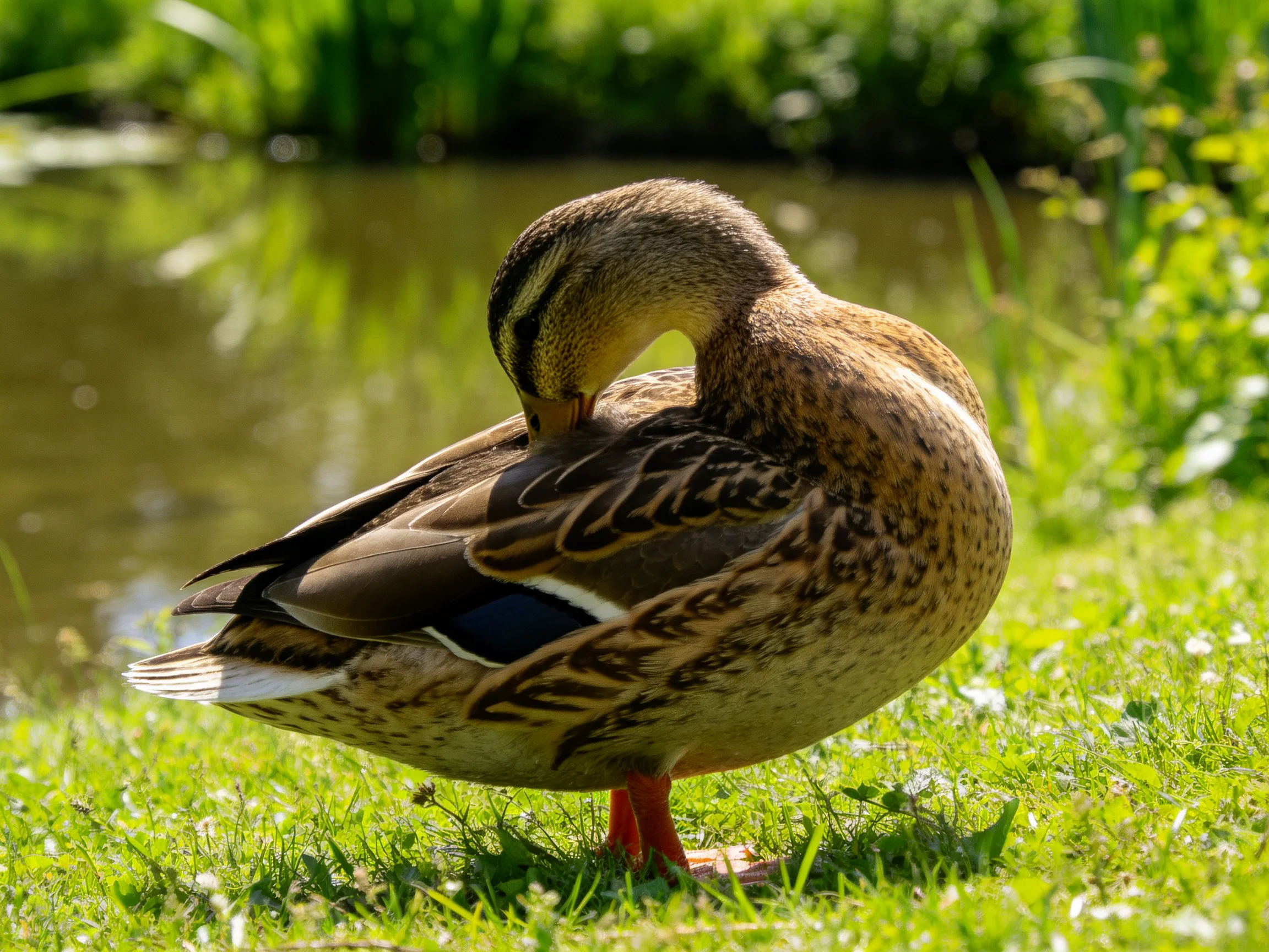 A brown-feathered duck preens on lush green grass by calm water