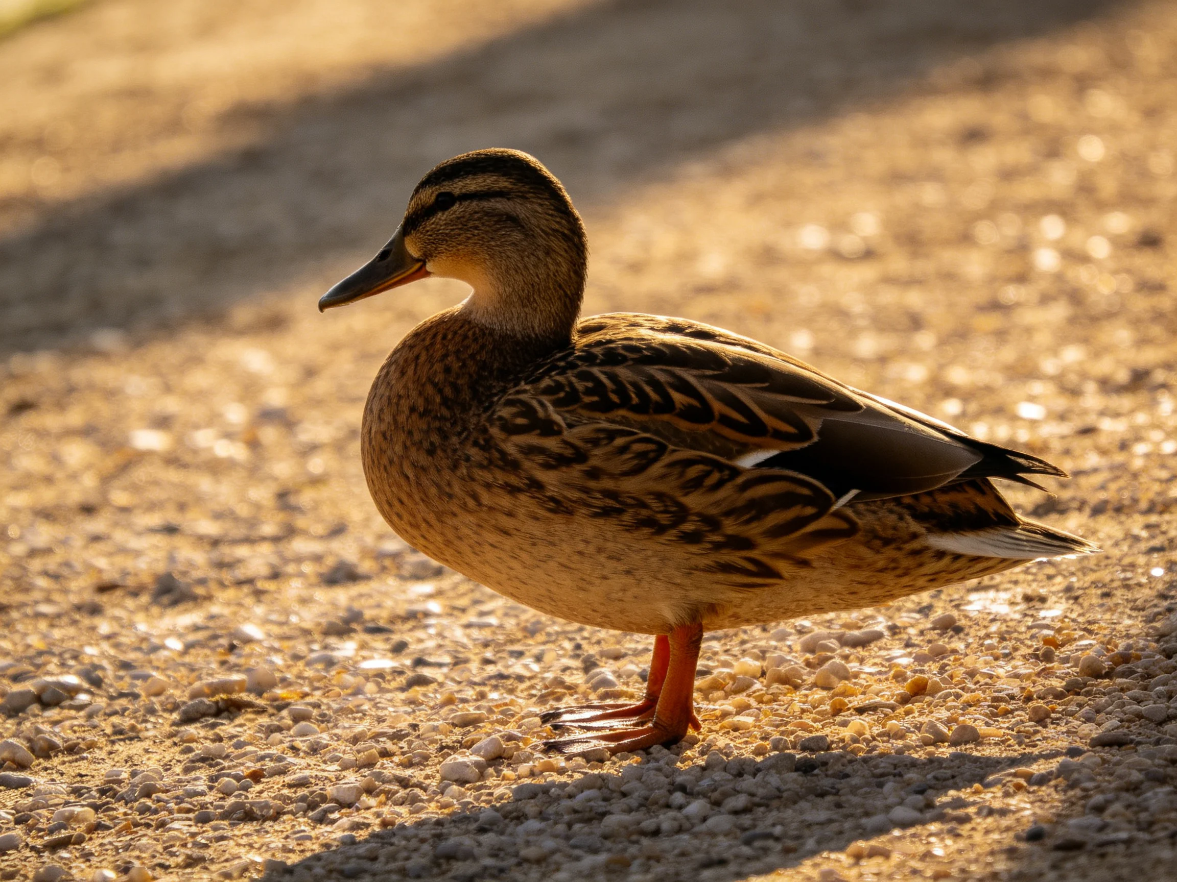 A brown-feathered duck stands on a sunlit gravel path