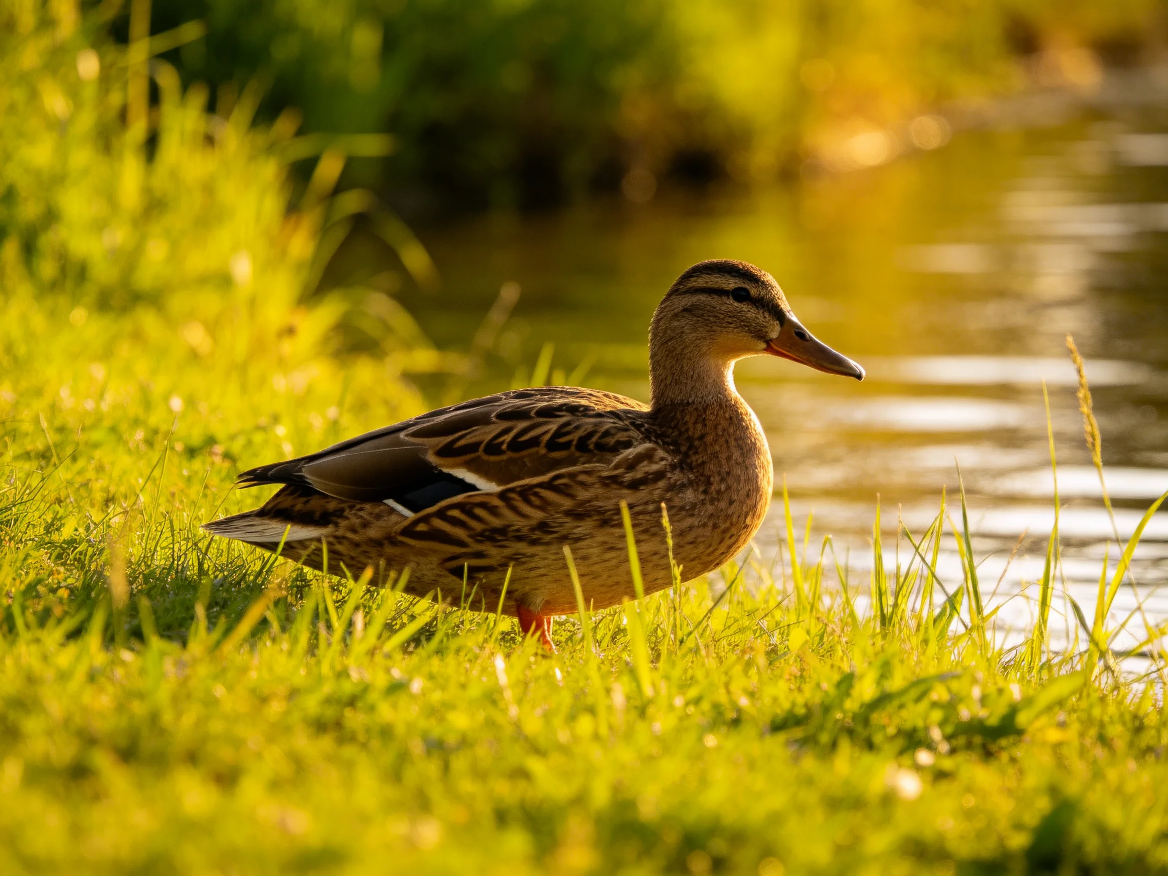 A brown-feathered duck stands on vibrant green grass beside tranquil water