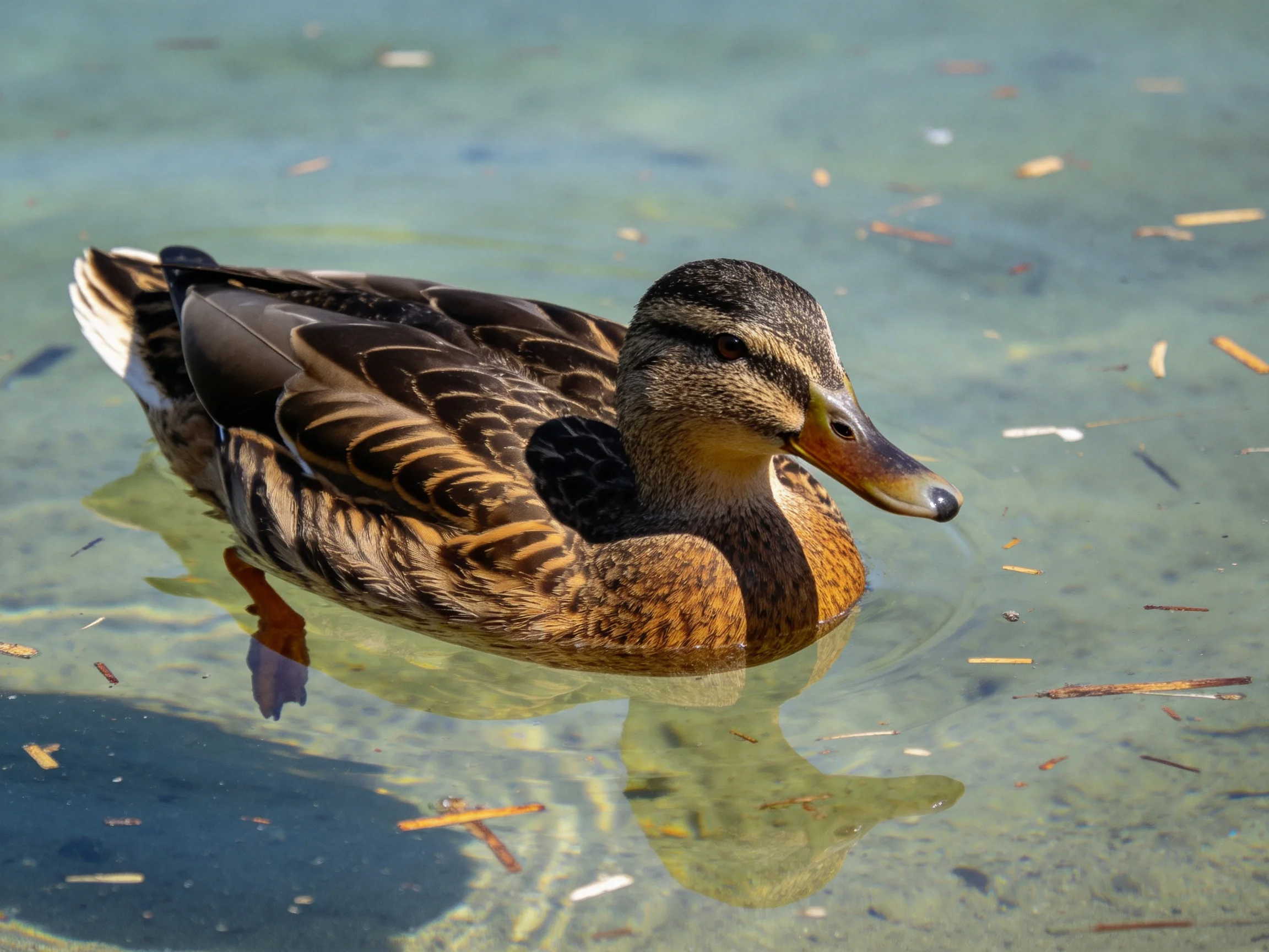 A brown-feathered duck swims in clear water with scattered debris