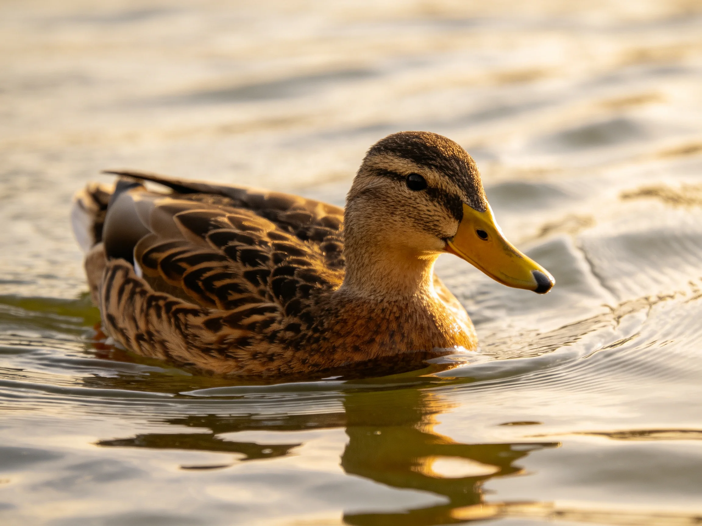 A brown-feathered duck swims in sun-dappled water