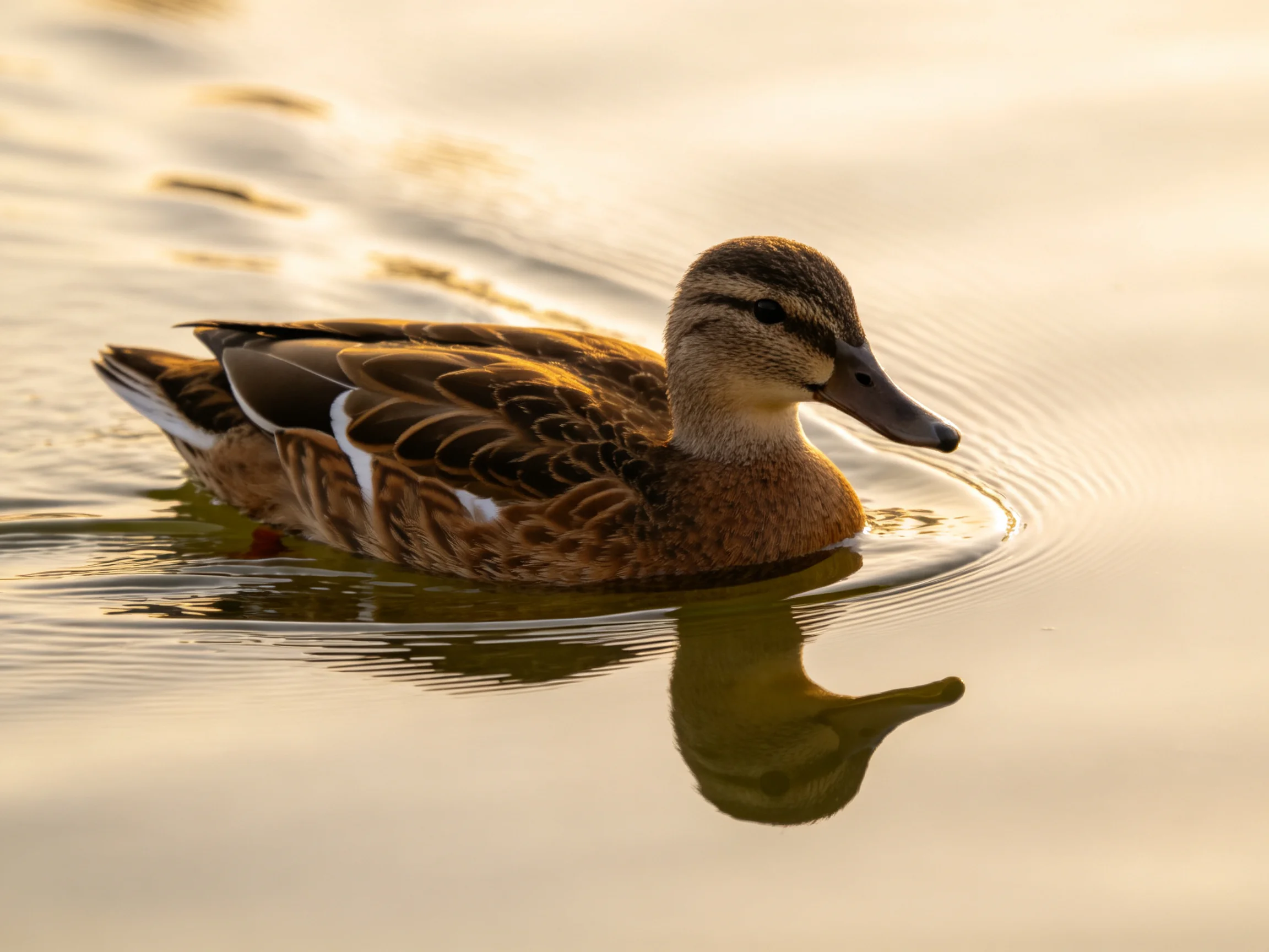 A brown-feathered duck swims on calm water with golden reflections
