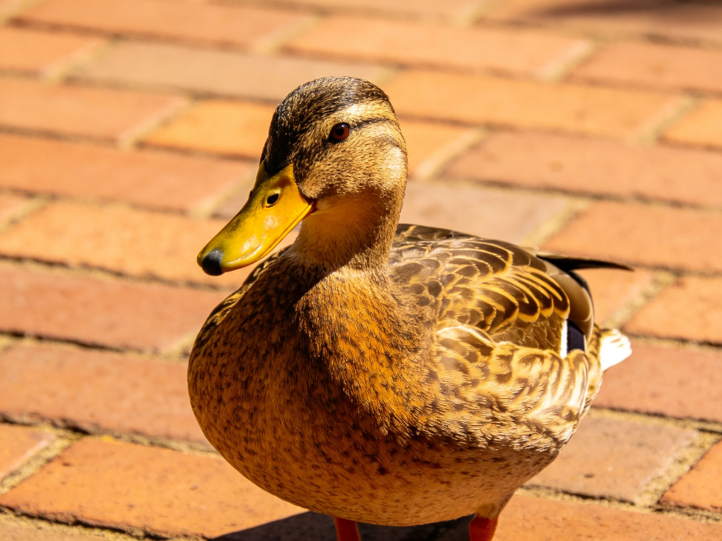 A brown-feathered duck with a yellow beak on reddish-brown bricks