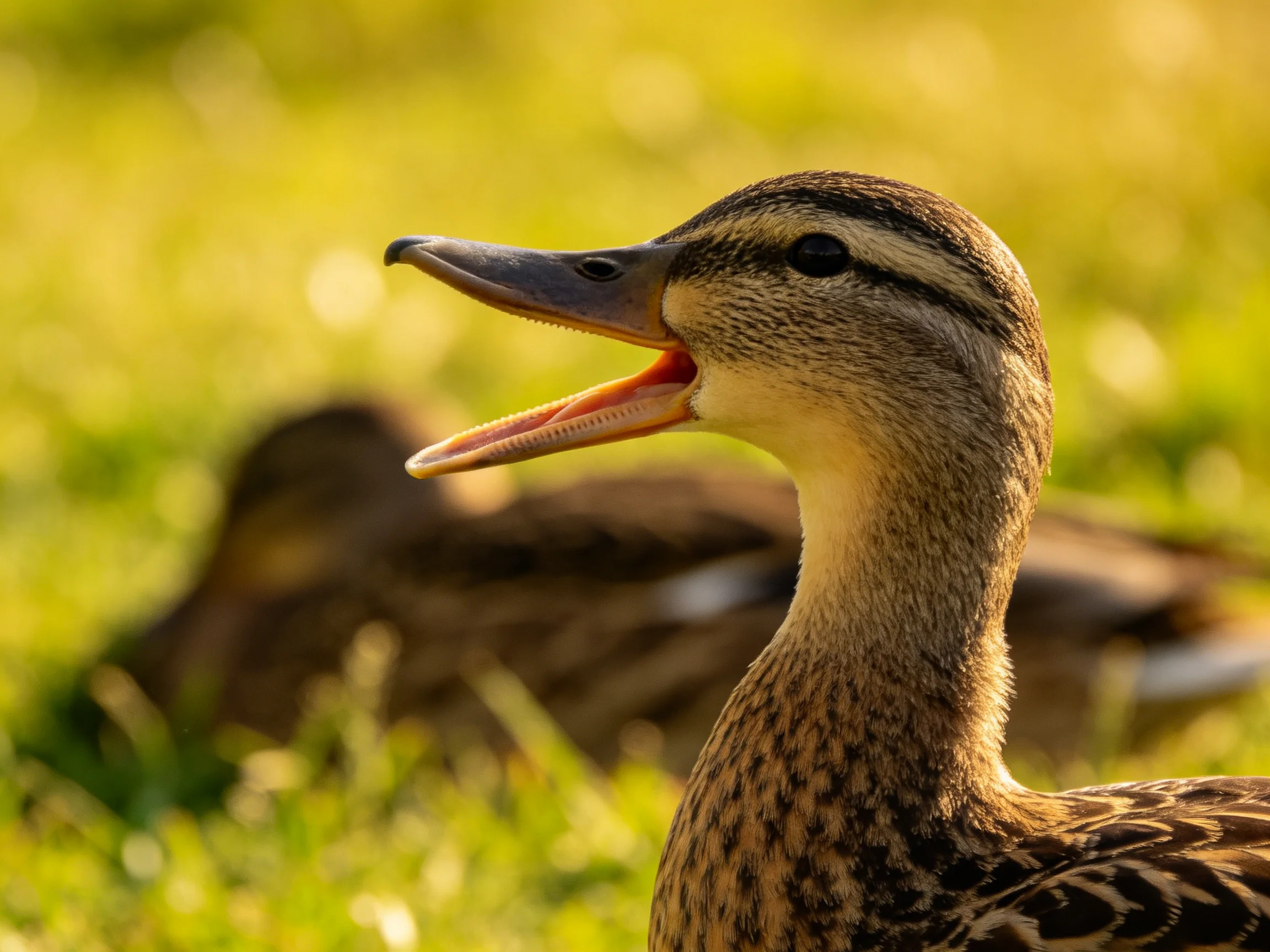 A brown-feathered duck with open beak in sunlit green grass
