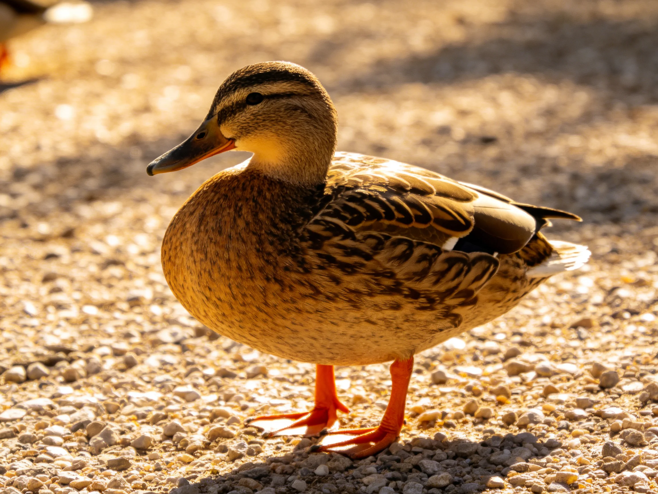 A brown-feathered duck with orange legs stands on gravel under warm sunlight