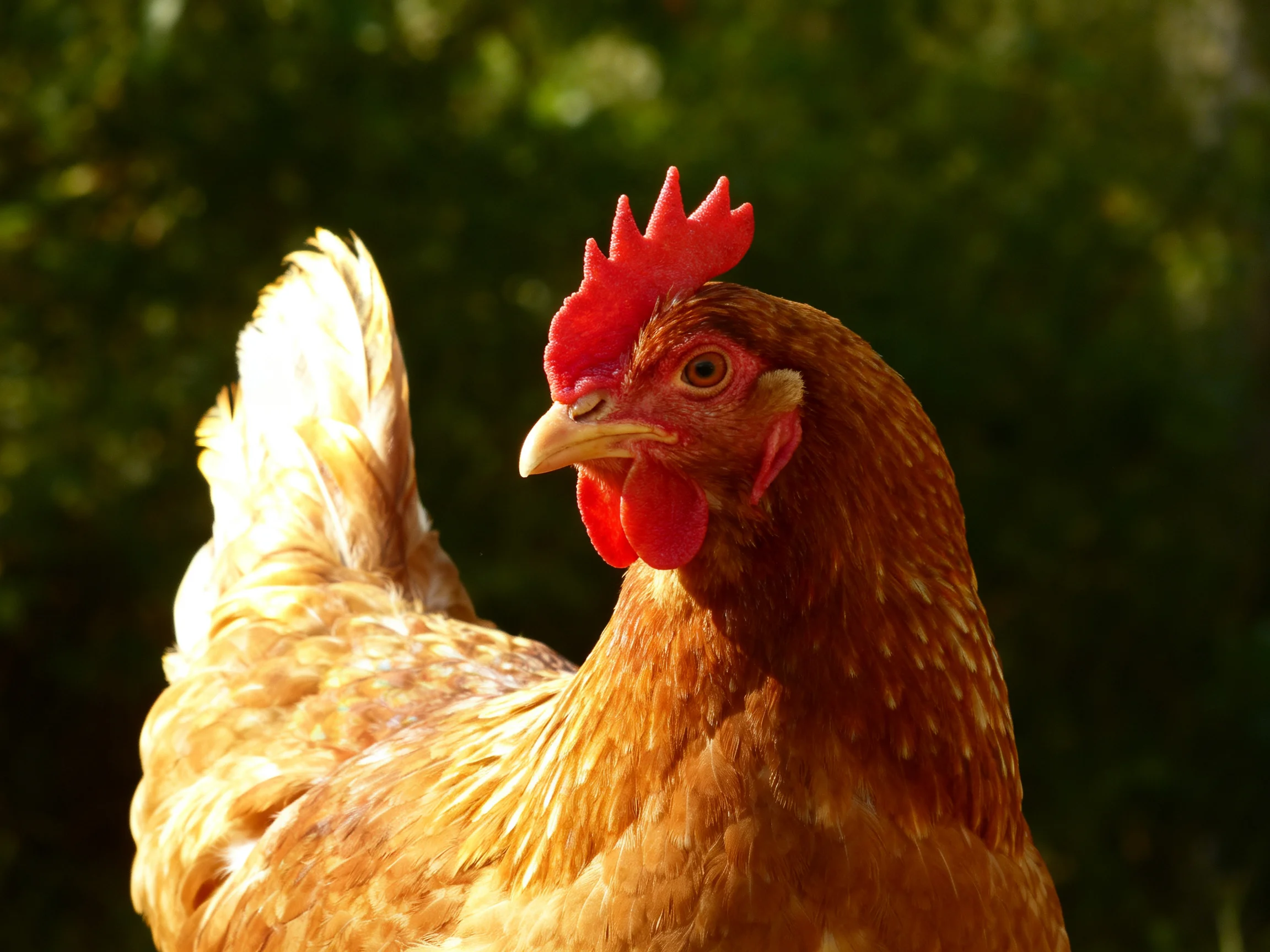 A brown-feathered hen with vibrant red comb and wattles