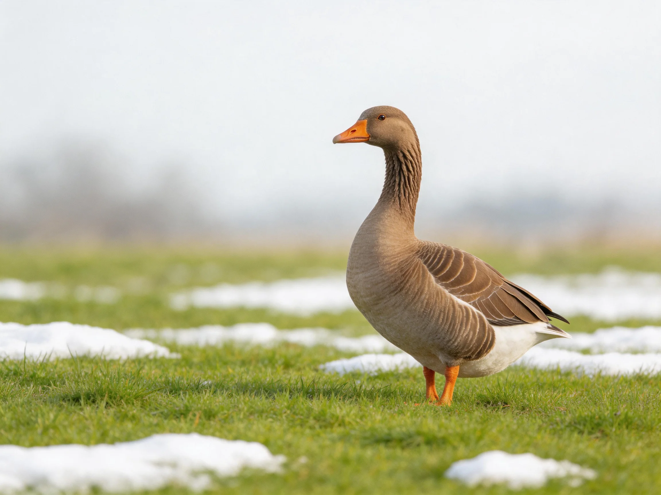 A brown goose with an orange beak on a grassy field with patches of snow