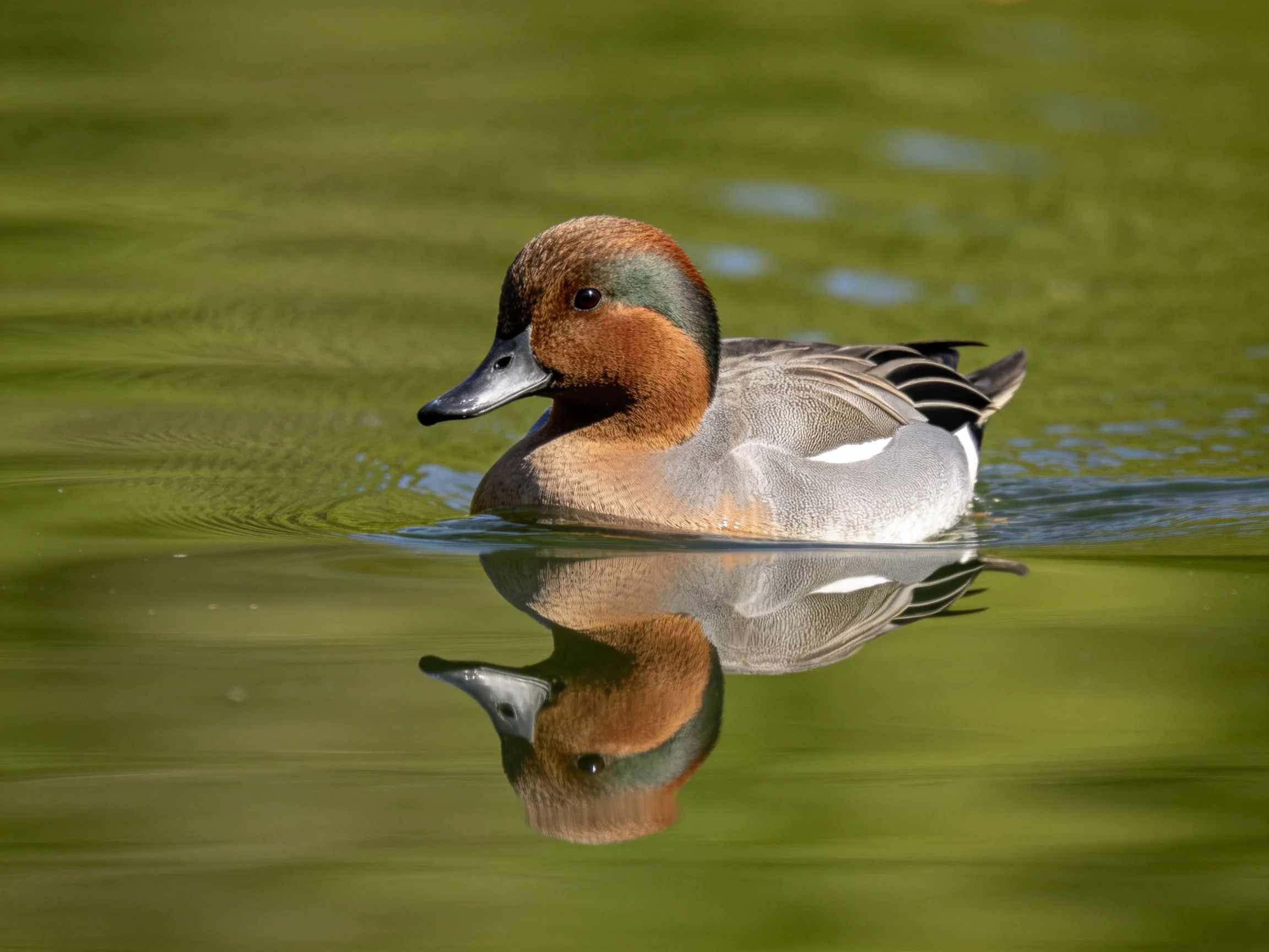 A brown-headed duck gliding on calm green water with clear reflection