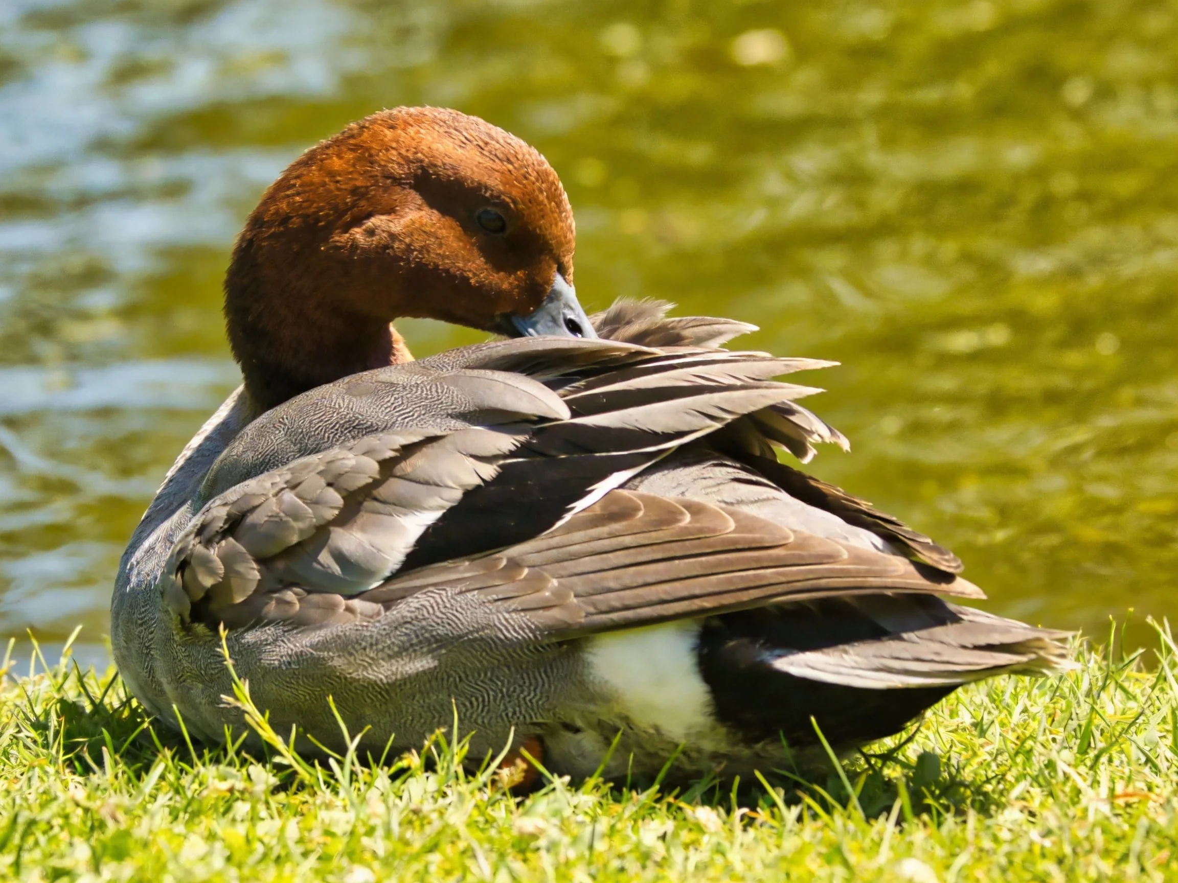 A brown-headed duck preening on lush green grass by calm water