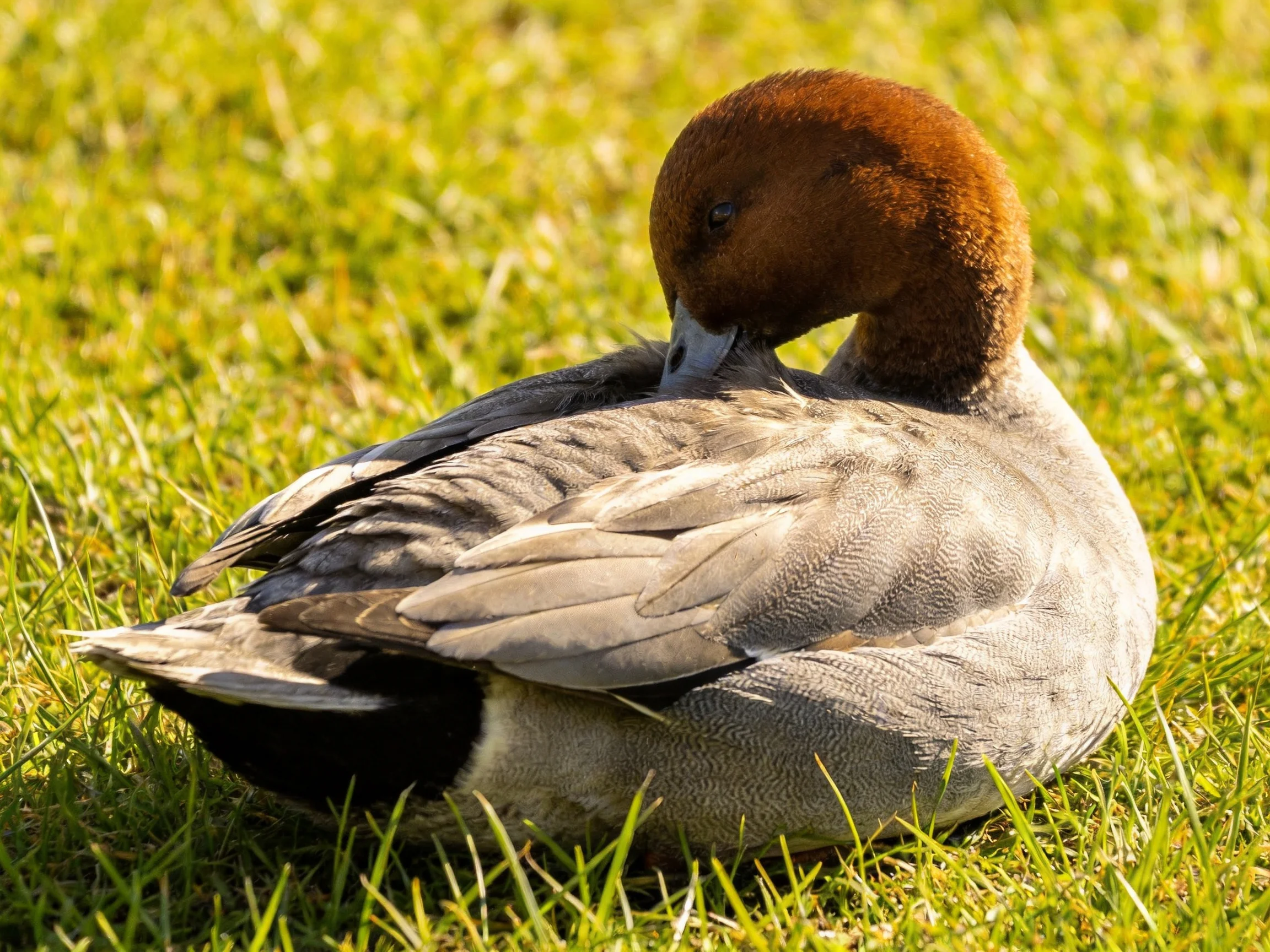A brown-headed duck preening on lush green grass