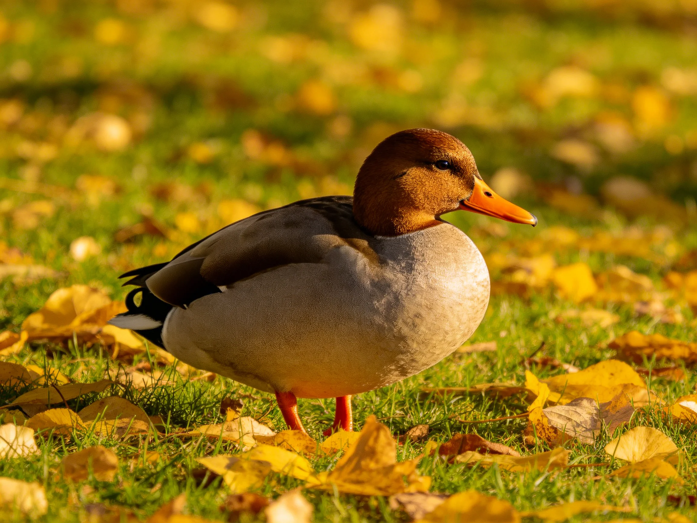A duck with a brown head walks through grass scattered with golden autumn leaves.