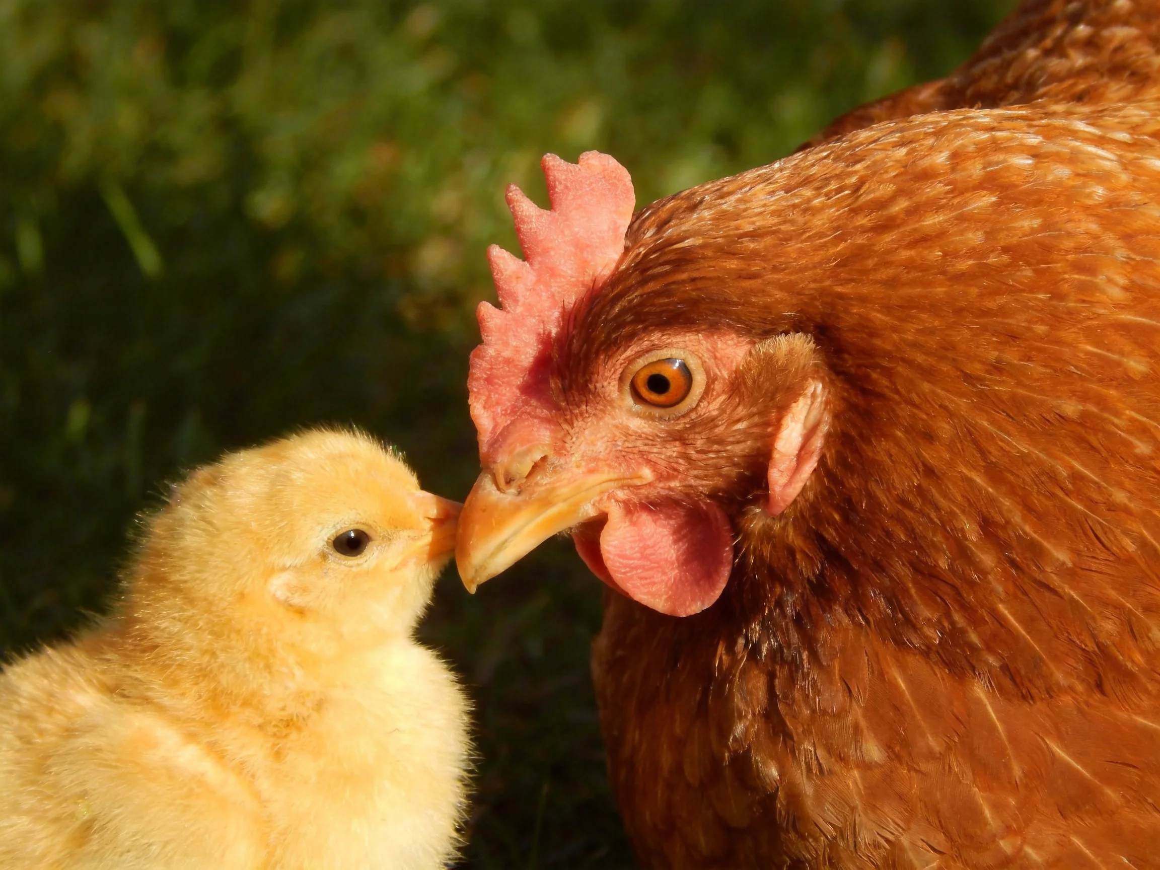 A brown hen and yellow chick nuzzle together outdoors