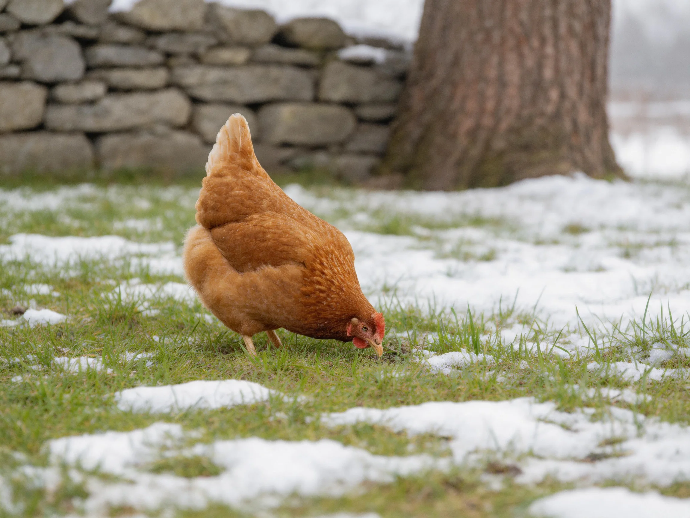 A brown hen forages among patches of snow and green grass near a stone wall