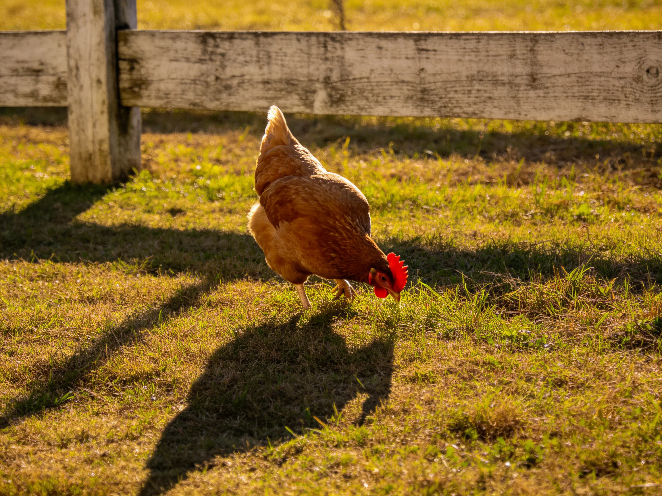 A brown hen forages in a sunlit grassy area near an aged wooden fence