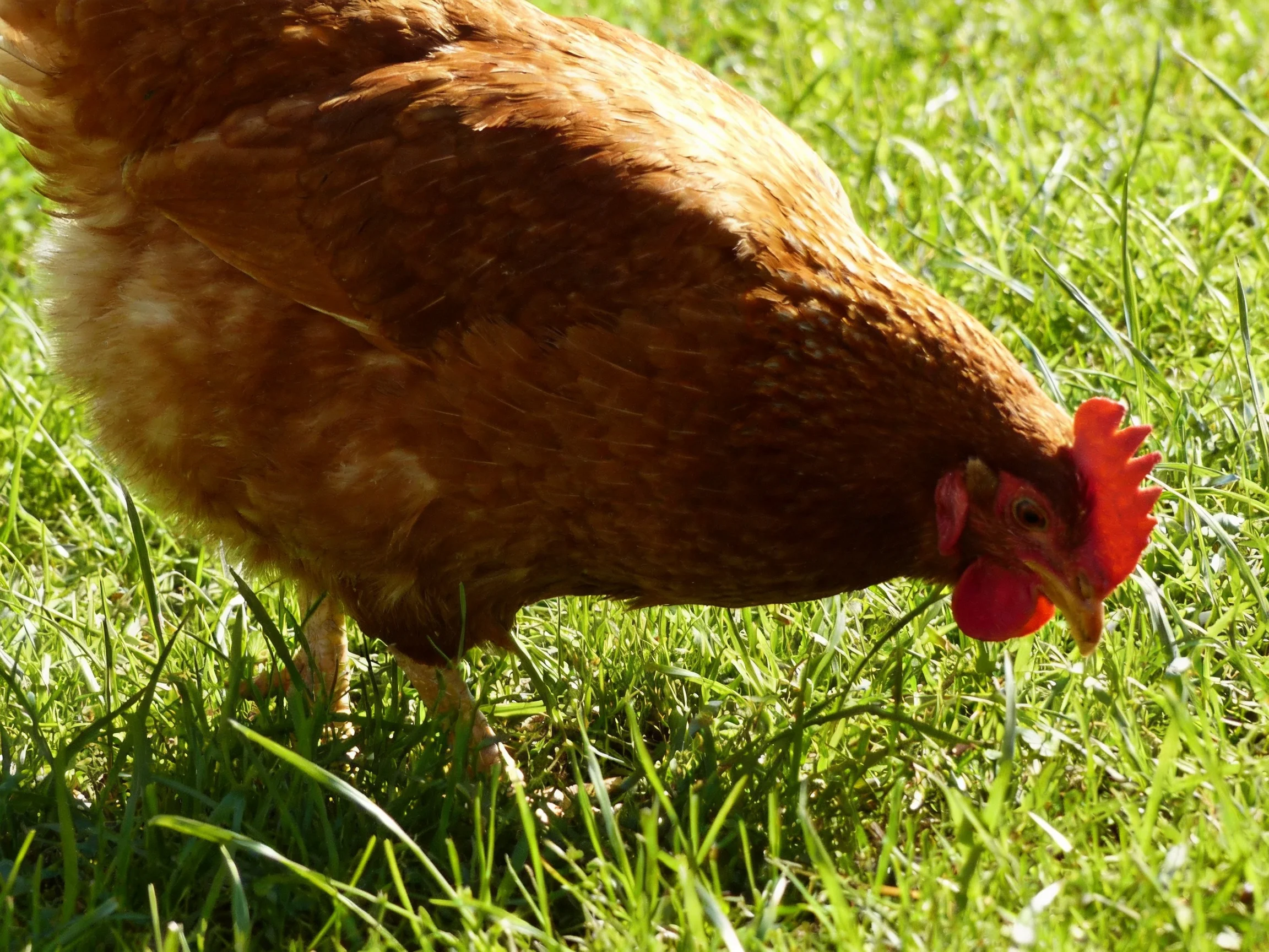 A brown hen pecks at lush green grass in bright daylight