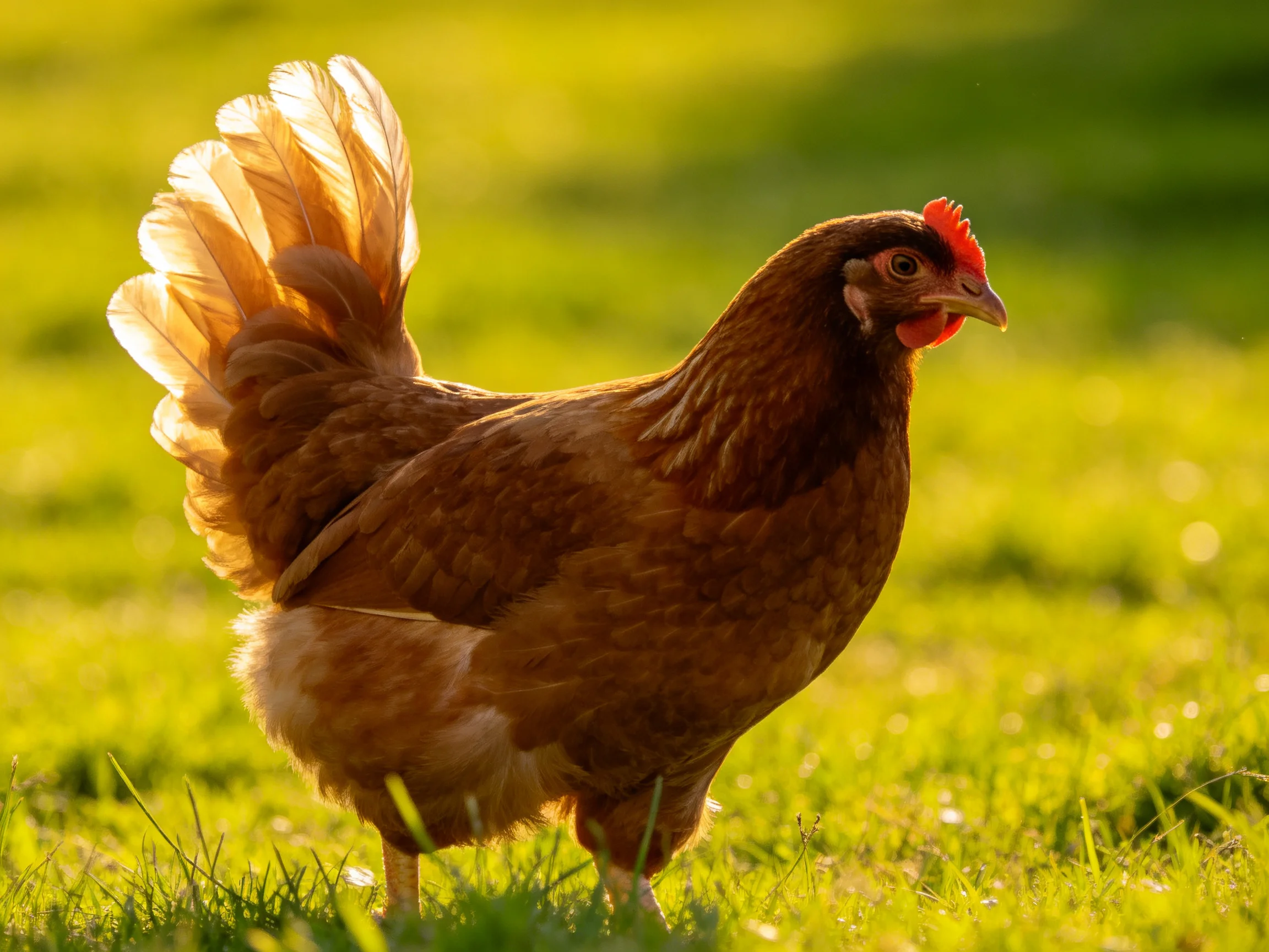 A brown hen stands in sunlit green grass.