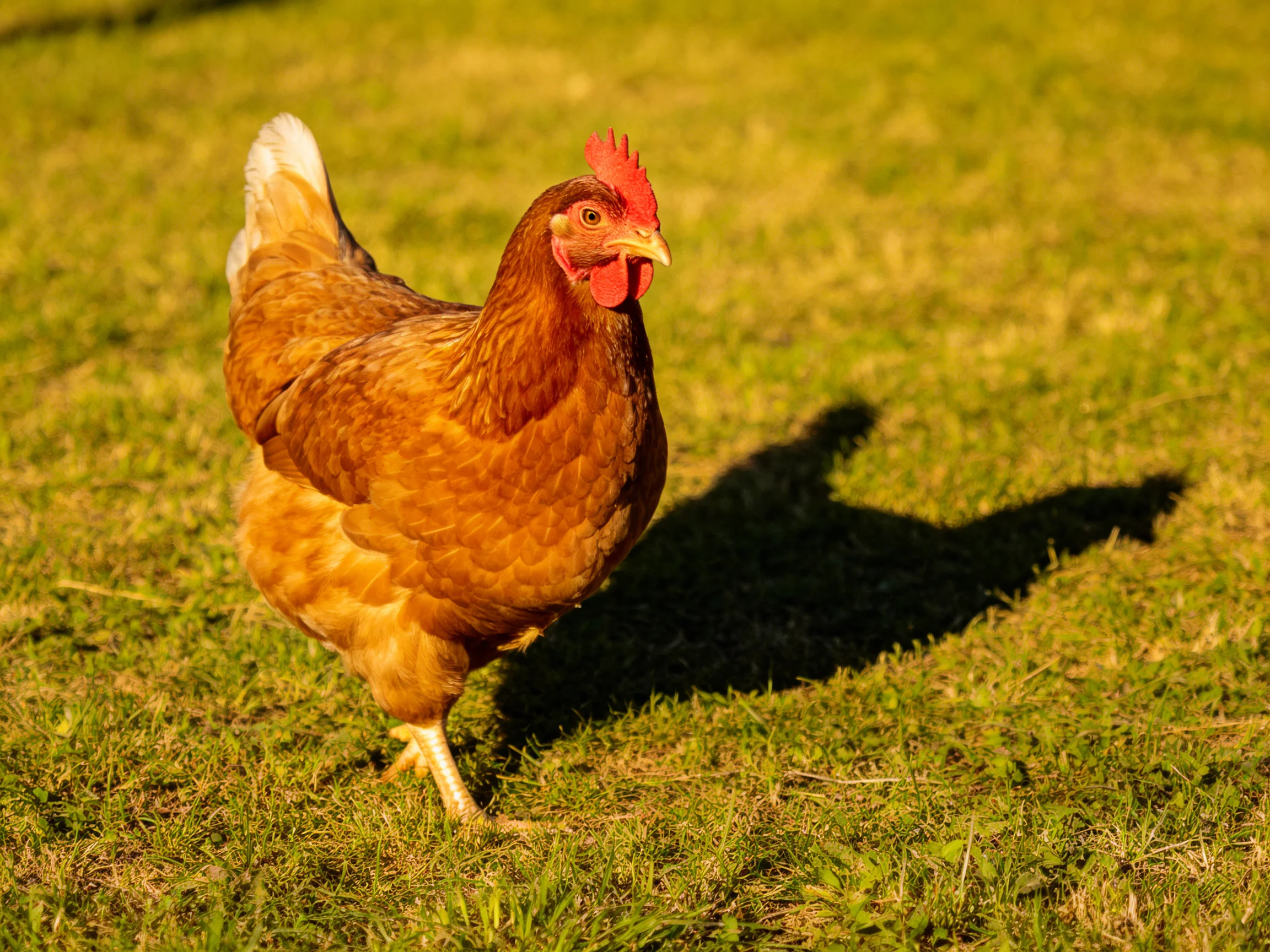 A brown hen walking on green grass with golden sunlight